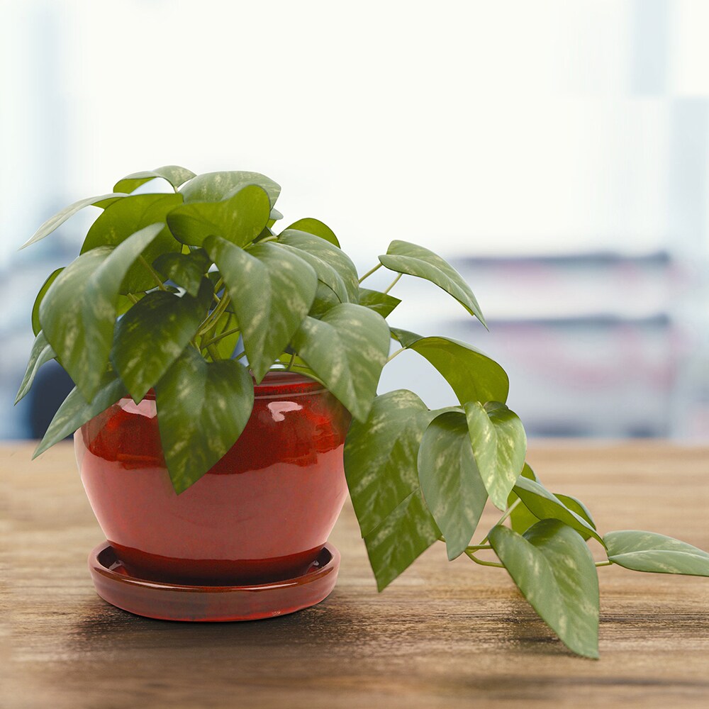 Southern Patio CRM-031055P2 Planter-Window-Box - View #14