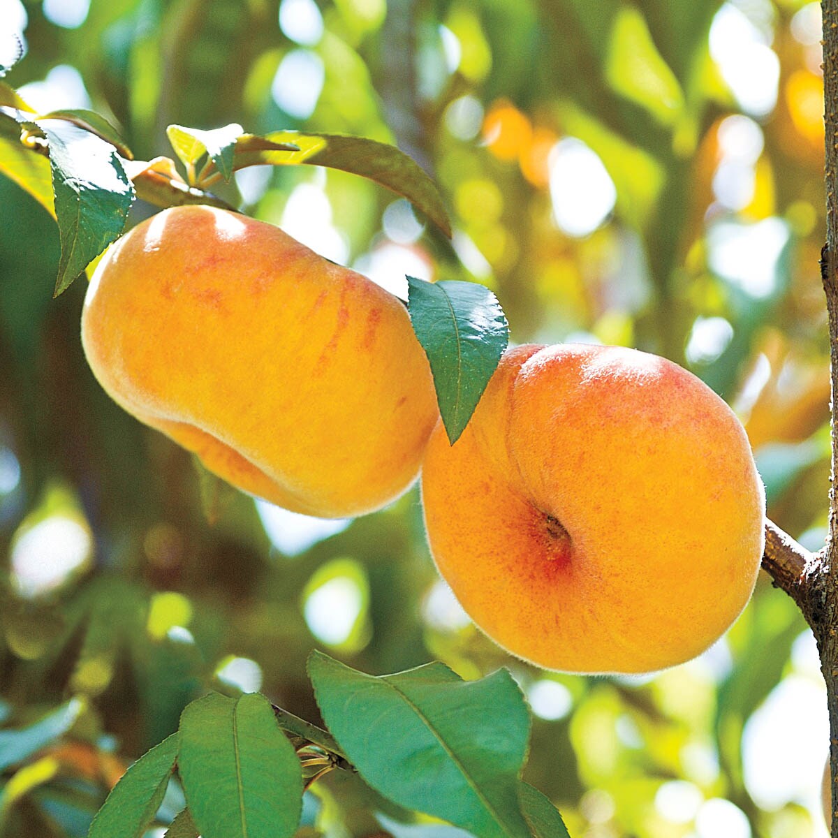 Gurney's Seed and Nursery 92637 1 Count Fruit Tree Flat Wonderful Standard Peach In pot (with soil)