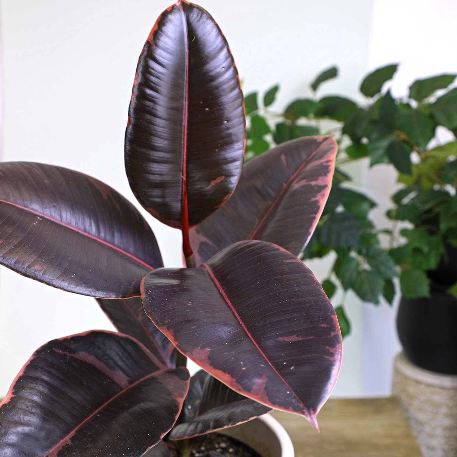 Altman Plants 0872664 hseplants - View #6