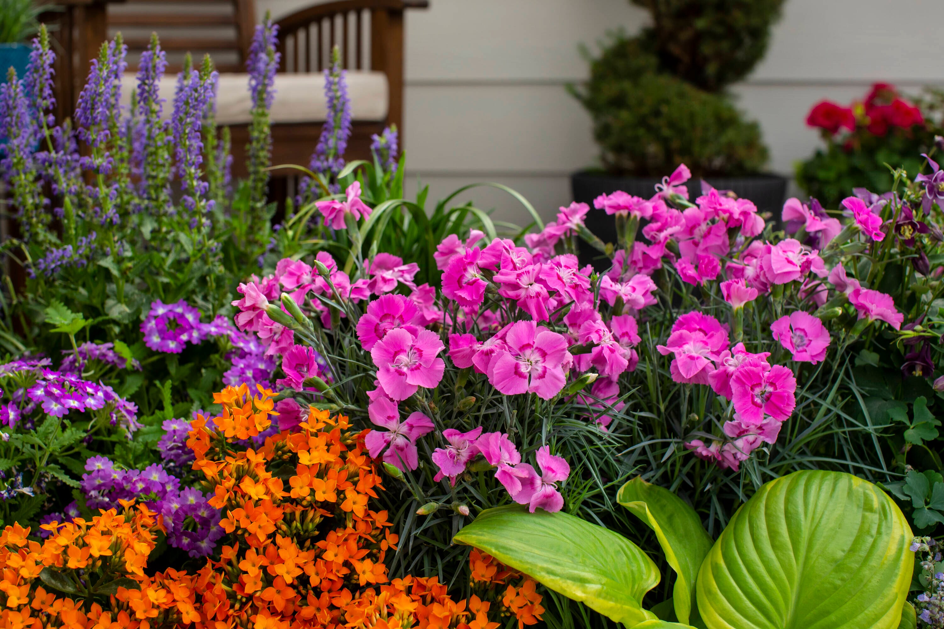 Monrovia 78642 annuals - View #4