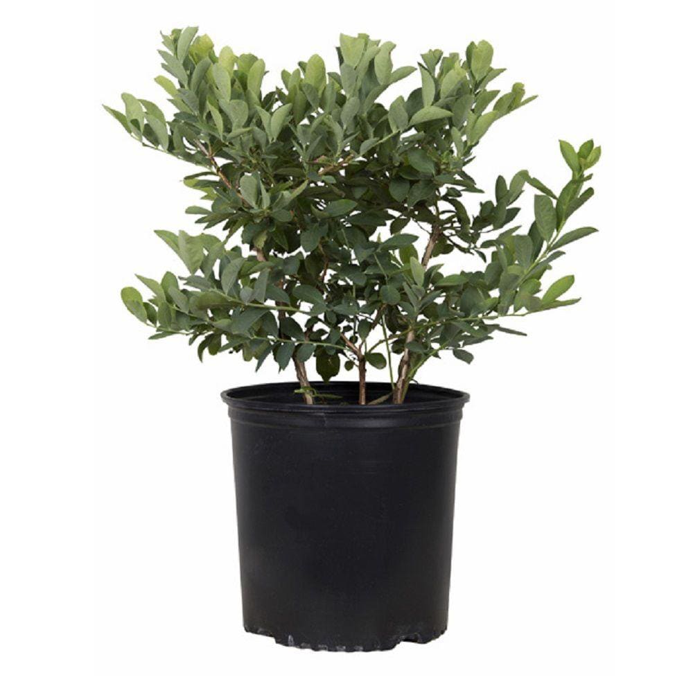 Flowerwood 56723FL-1 shrubs - View #2