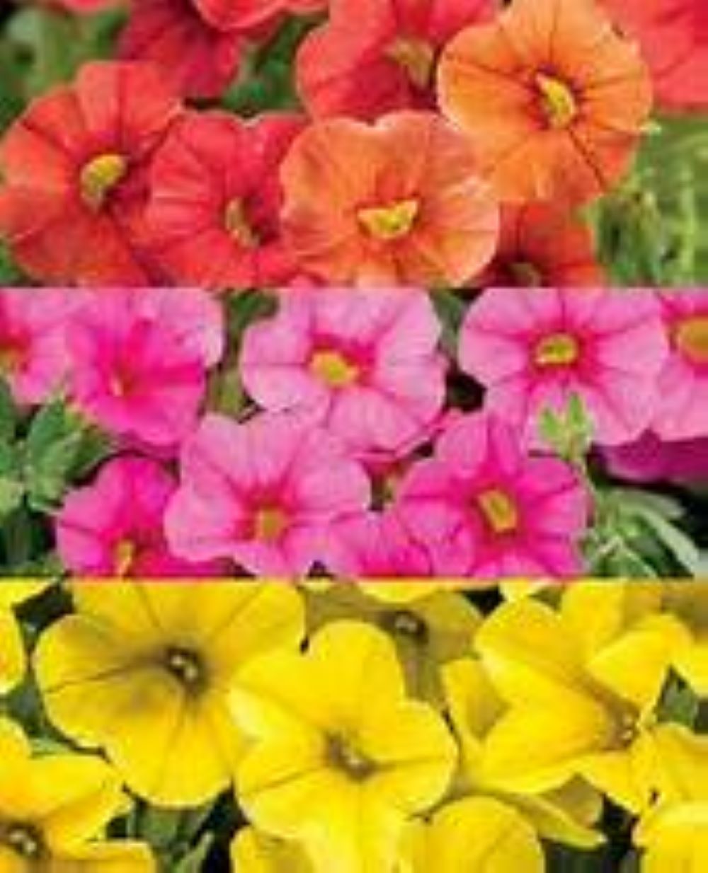 Lowe's NURSERY Multicolor CANDYLAND in 3 Quart(s) Planter 3 -Pack