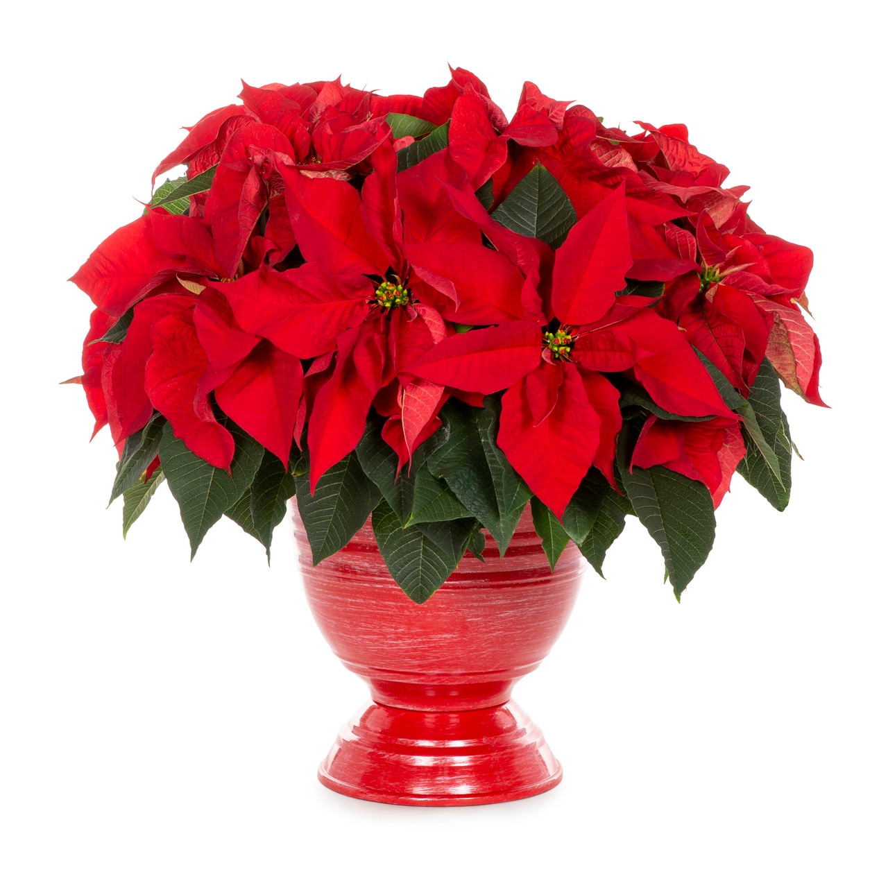 Multicolor Poinsettia in 2.5-Gallon (s) Planter in the Annuals ...