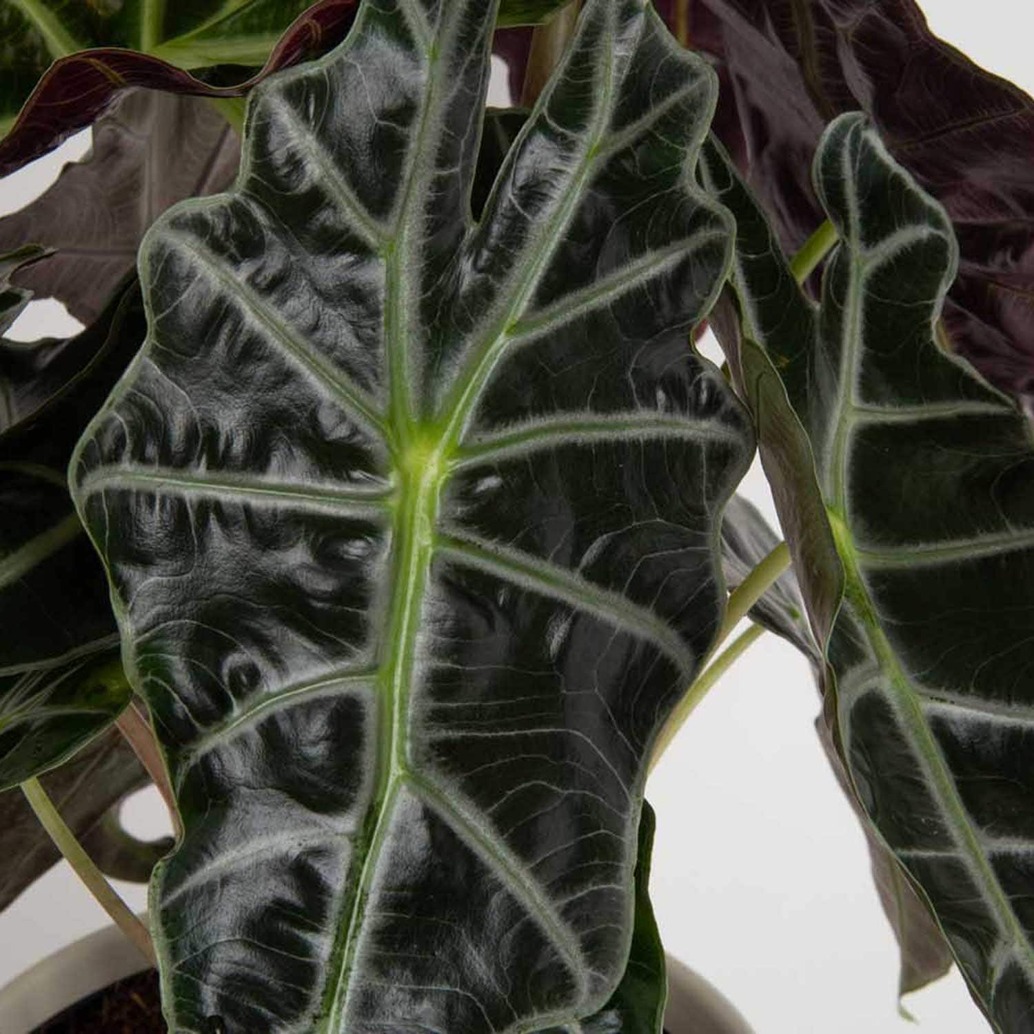 Costa Farms M-ALC-P-GMC-01-LW hseplants - View #3