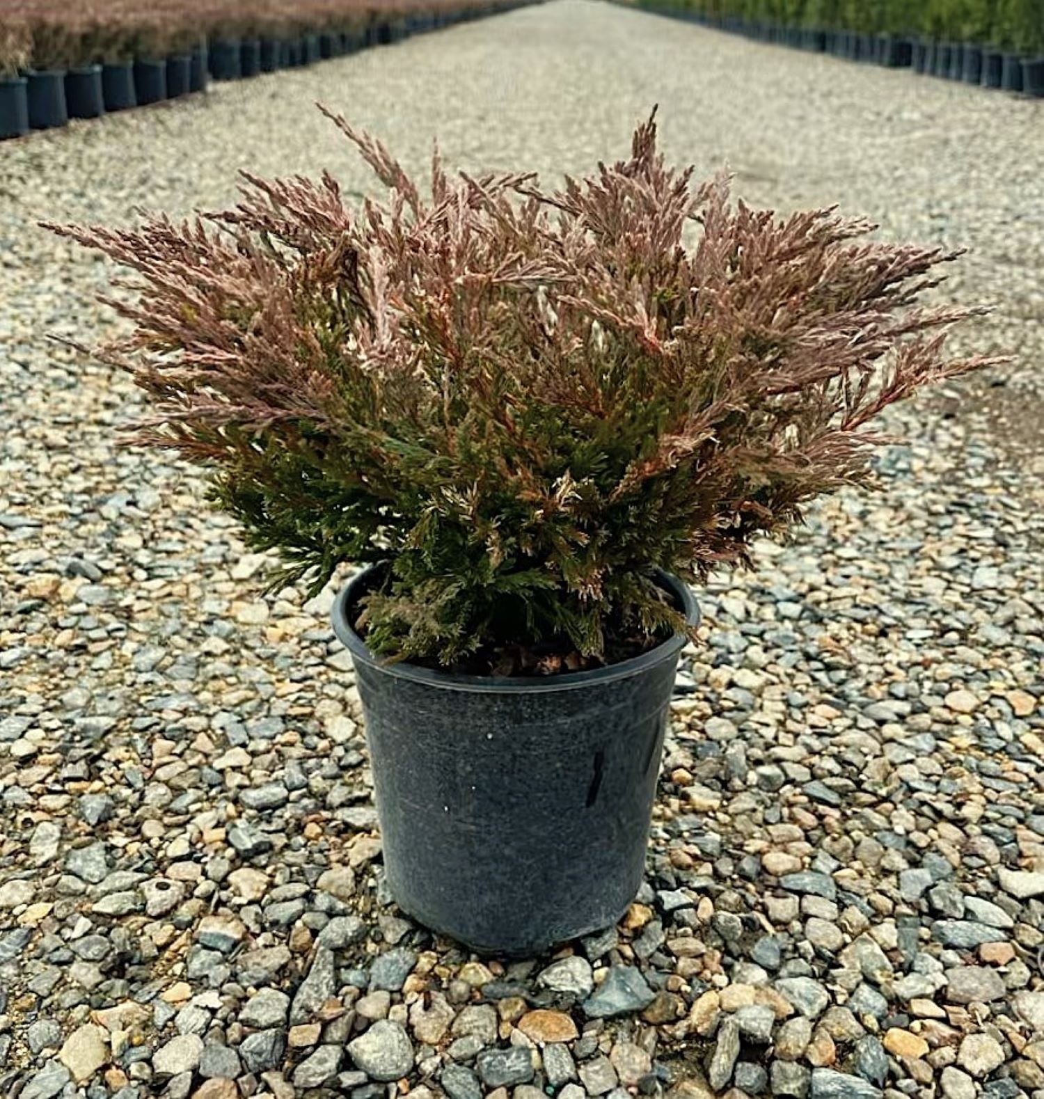  O493001 shrubs - View #3