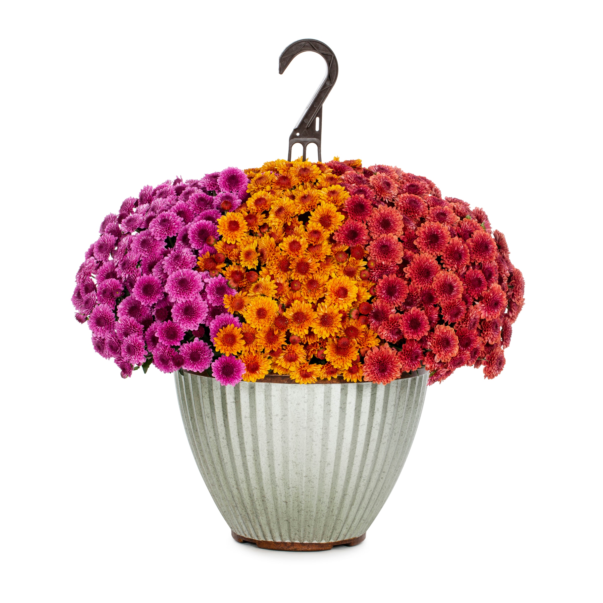 Lowe's NURSERY Multicolor Mum in 2.5 Gallon(s) Planter 1 -Pack