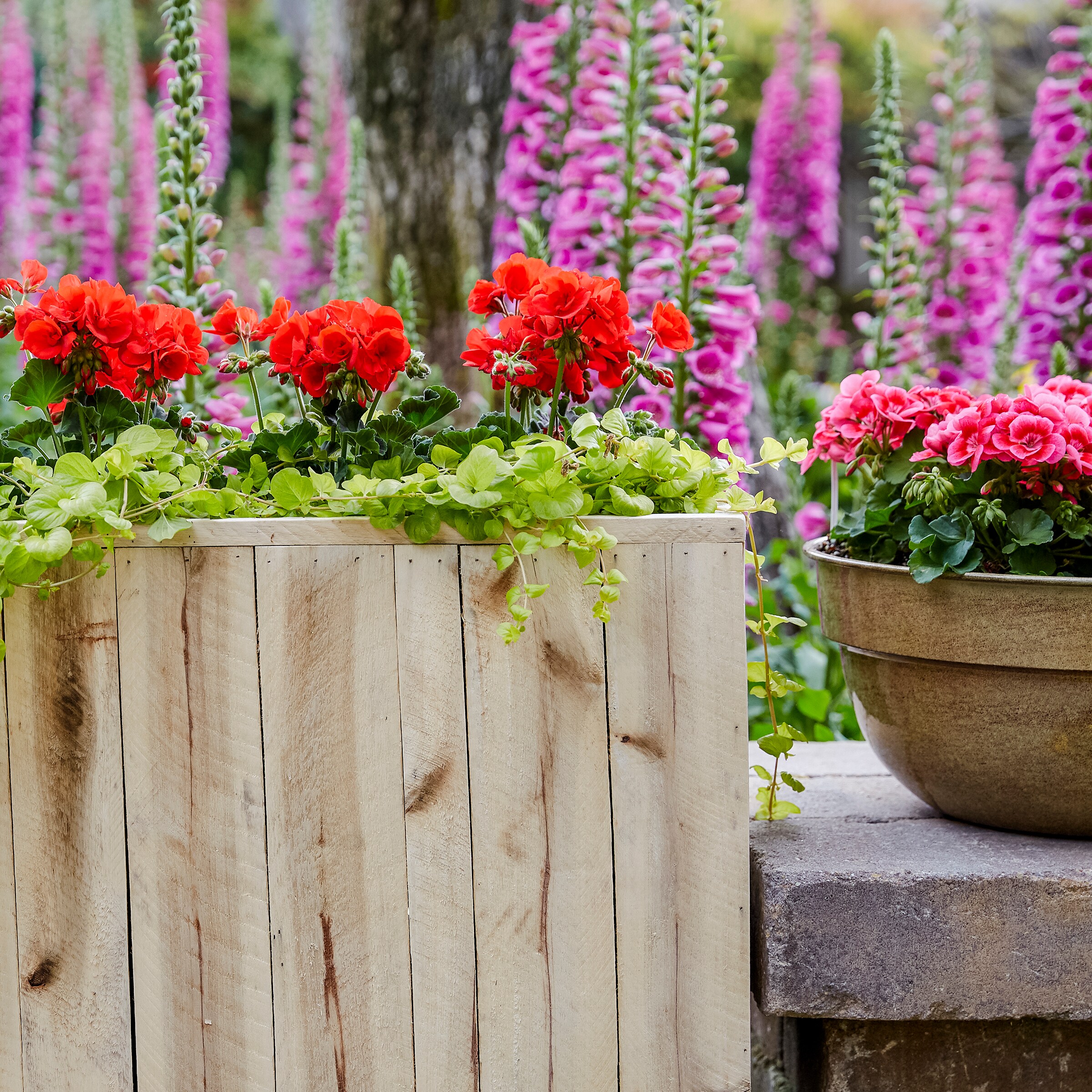 Lowe's NURSERY annuals - View #11