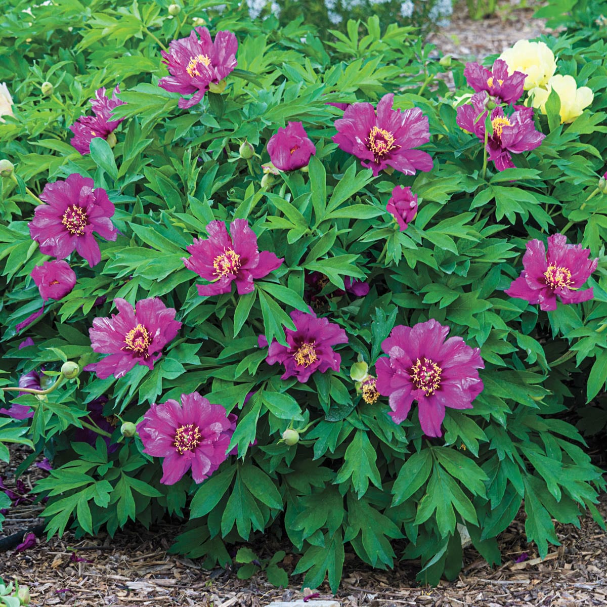 Breck's 90039 perennials - View #2