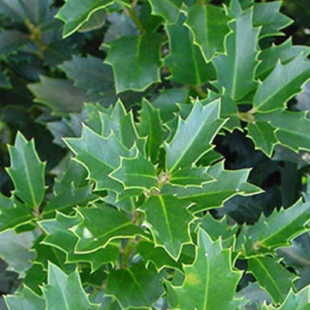 Southern Living Plant Collection 3022Q-1 shrubs - View #7