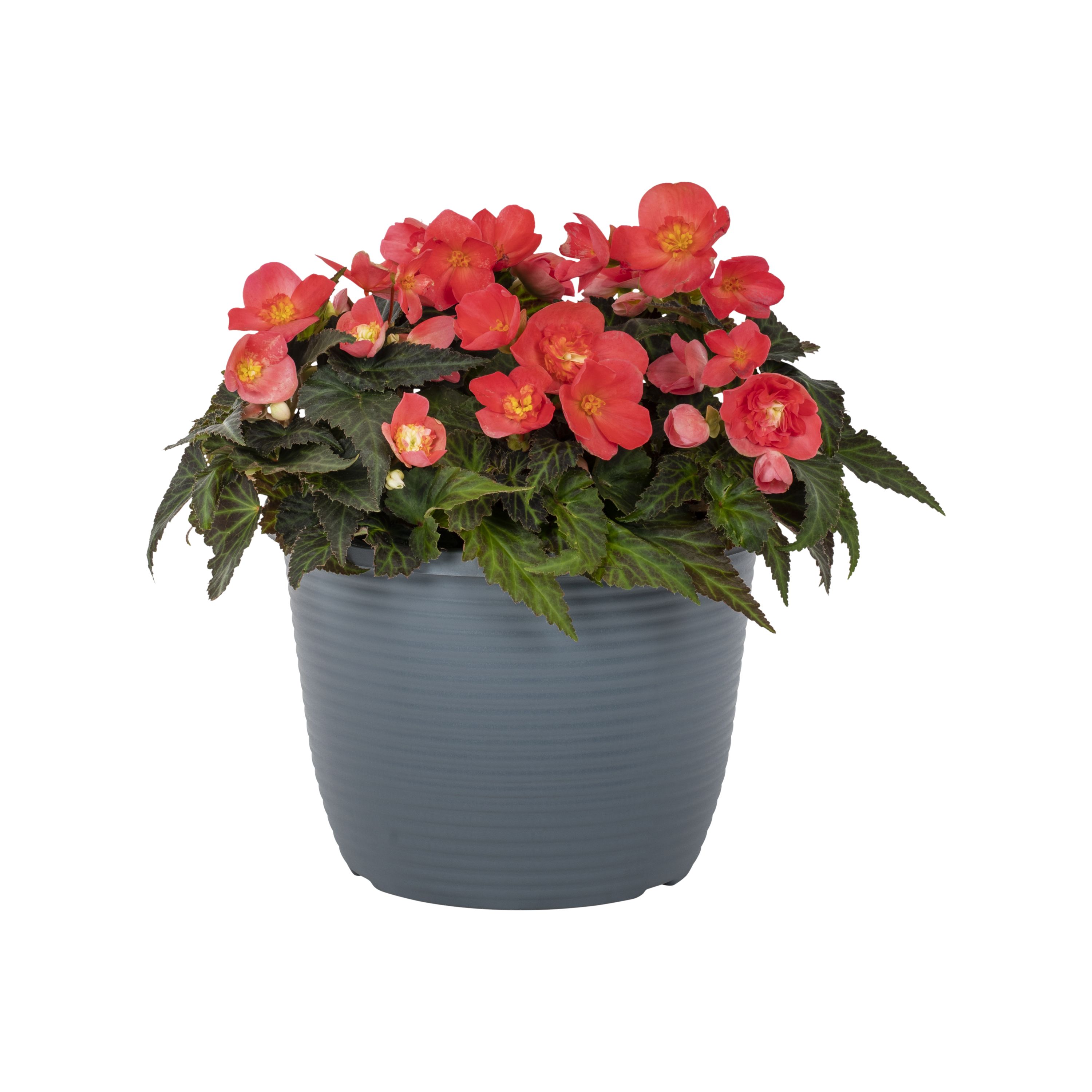 Metrolina Greenhouses 4933 Pink Begonia in 1.75-Gallon Planter