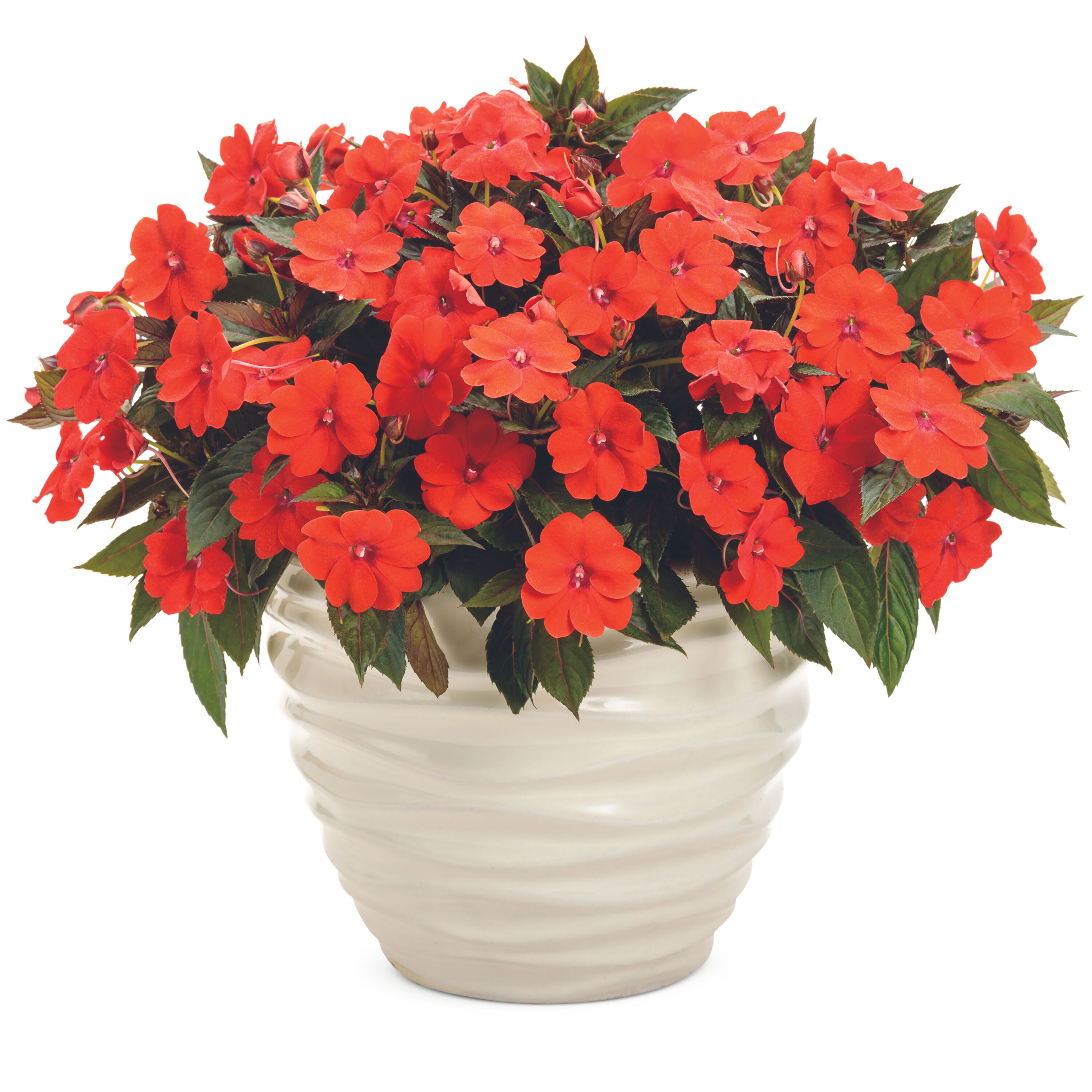 Proven Winners NGSPRS2077504 annuals - View #4