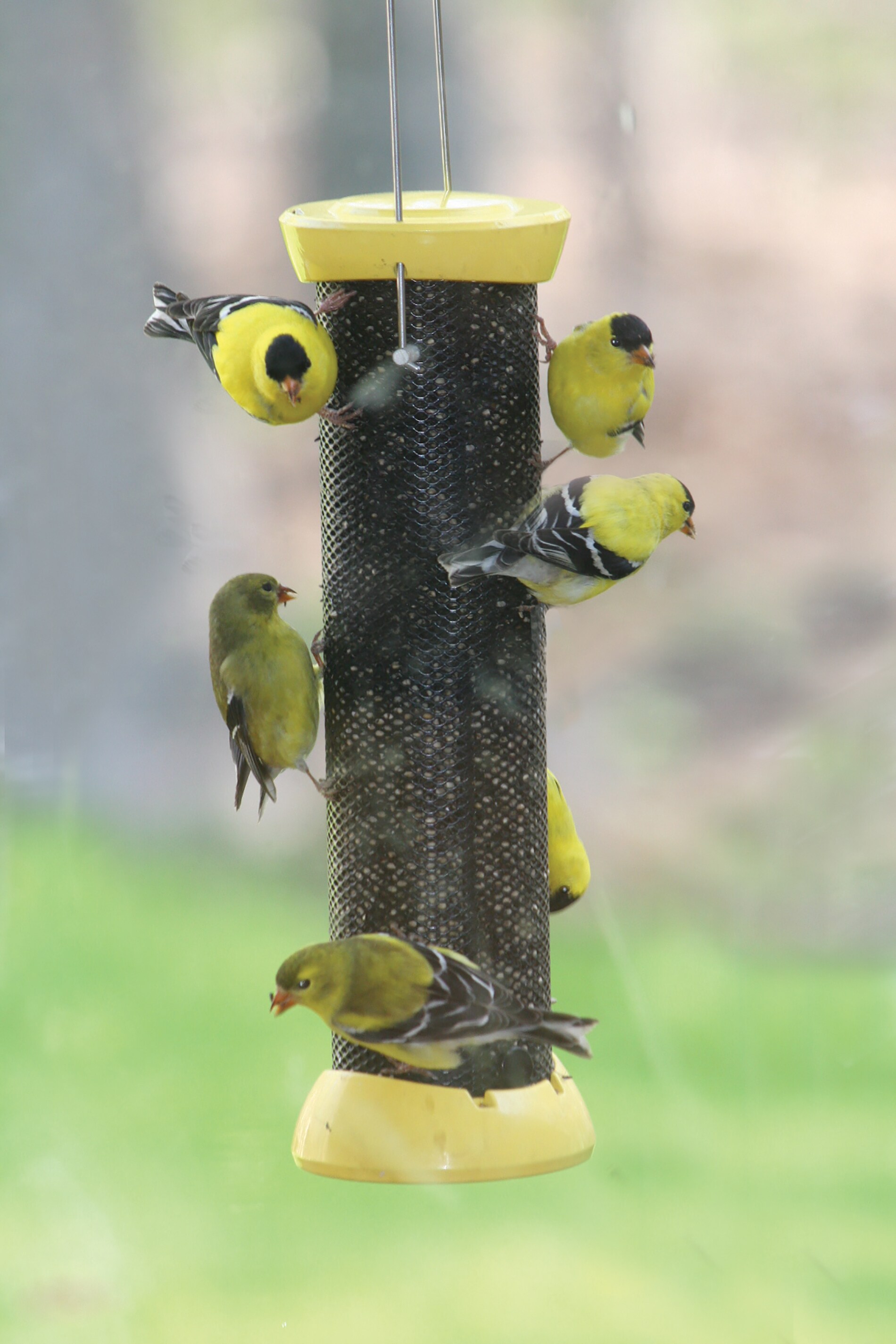 BIRDS CHOICE XCC12 Bird-Feeders - View #4