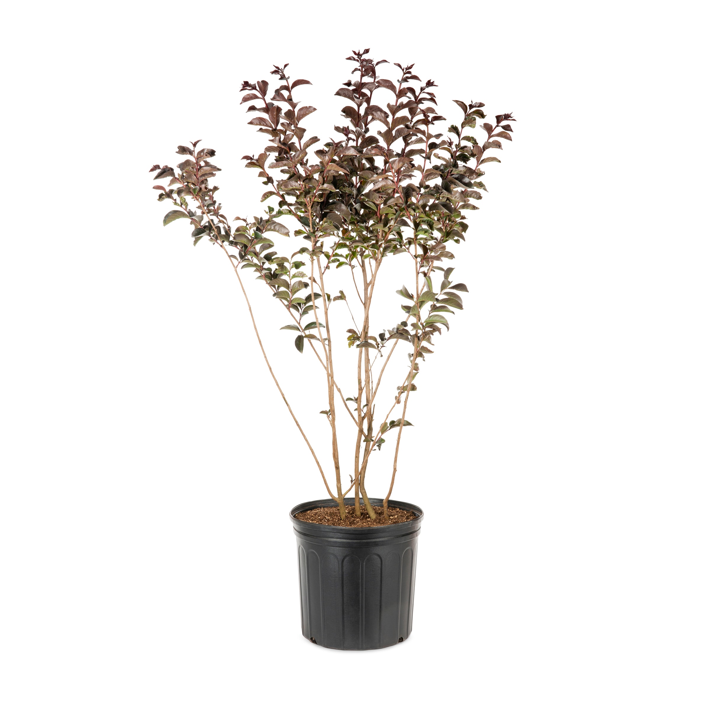 Lowe's NURSERY Crape Myrtle Shrub in 3.58 -Gallon