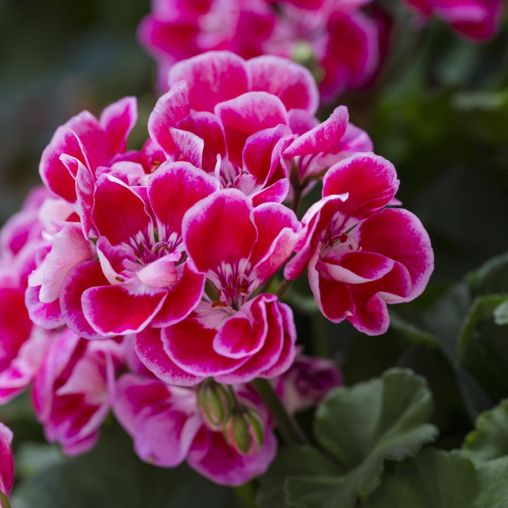 Lowe's Multicolor Geranium in 2.5-Quart Pot at Lowes.com