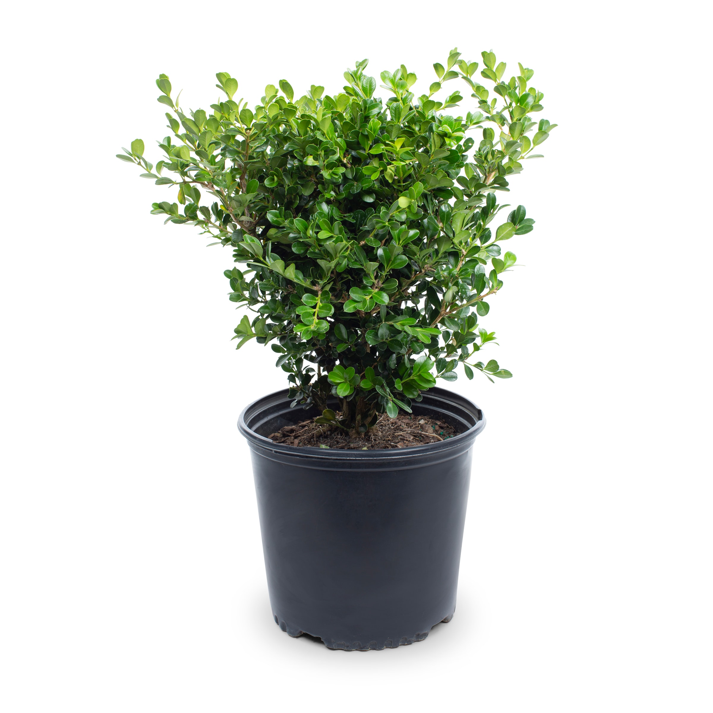 Flowerwood 06103FL-1 Japanese Boxwood Foundation/Hedge Shrub in 2.5 -Gallon Pot 1 -Pack