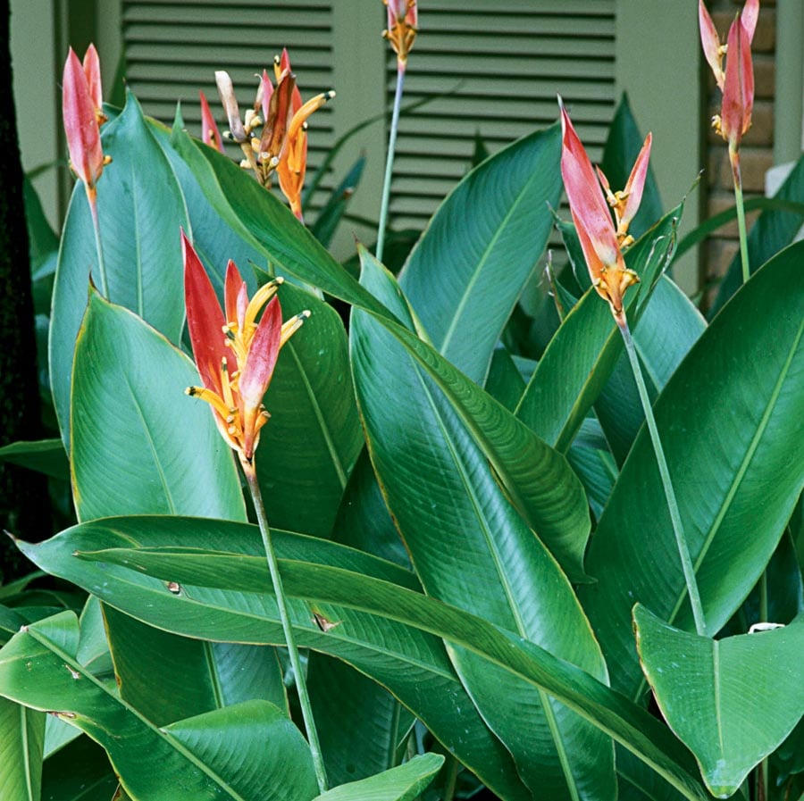 Lowe's NURSERY Heliconia