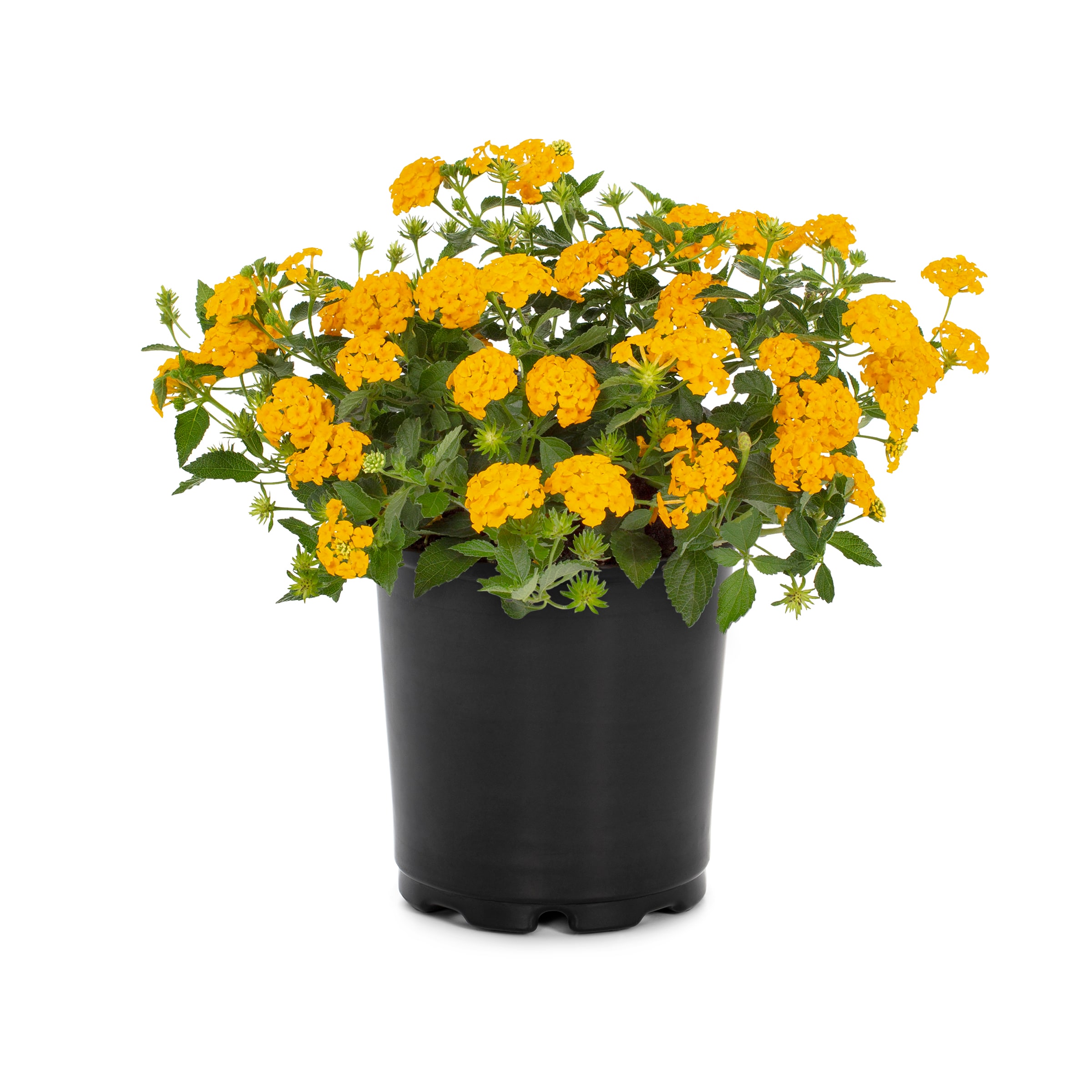 Lowe's 488847 Lantana in 2.5 Quart(s) Pot