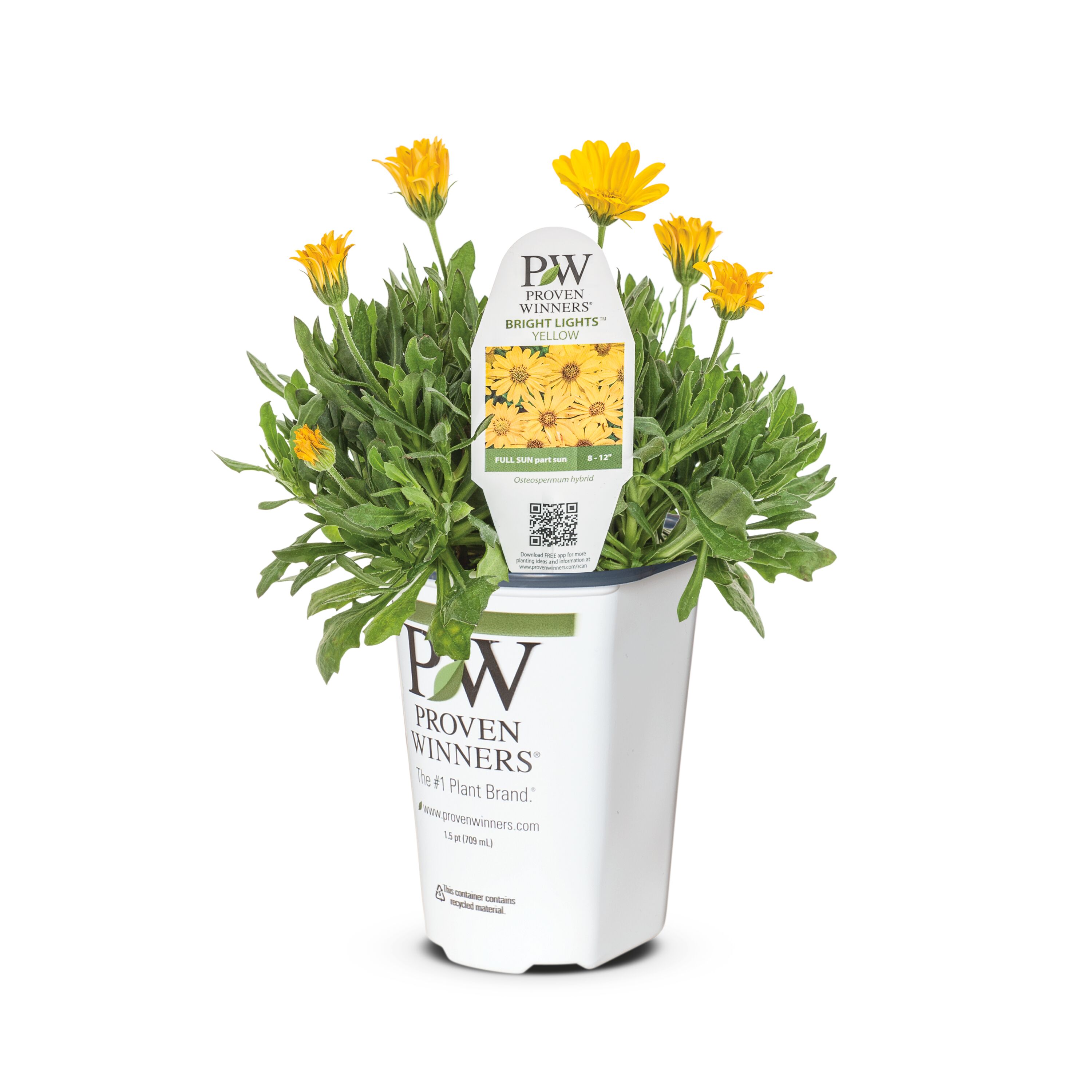 Proven Winners NURSERY Yellow African Daisy in 1.5 Pint Pot 1 -Pack