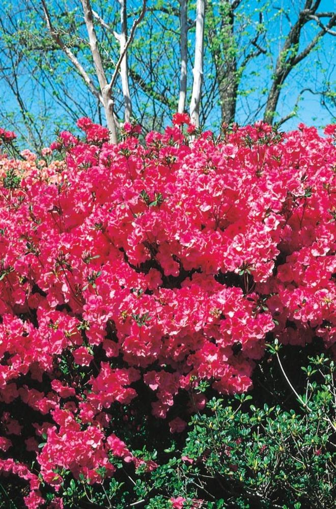 Deciduous Azalea Shrubs At Lowes.com