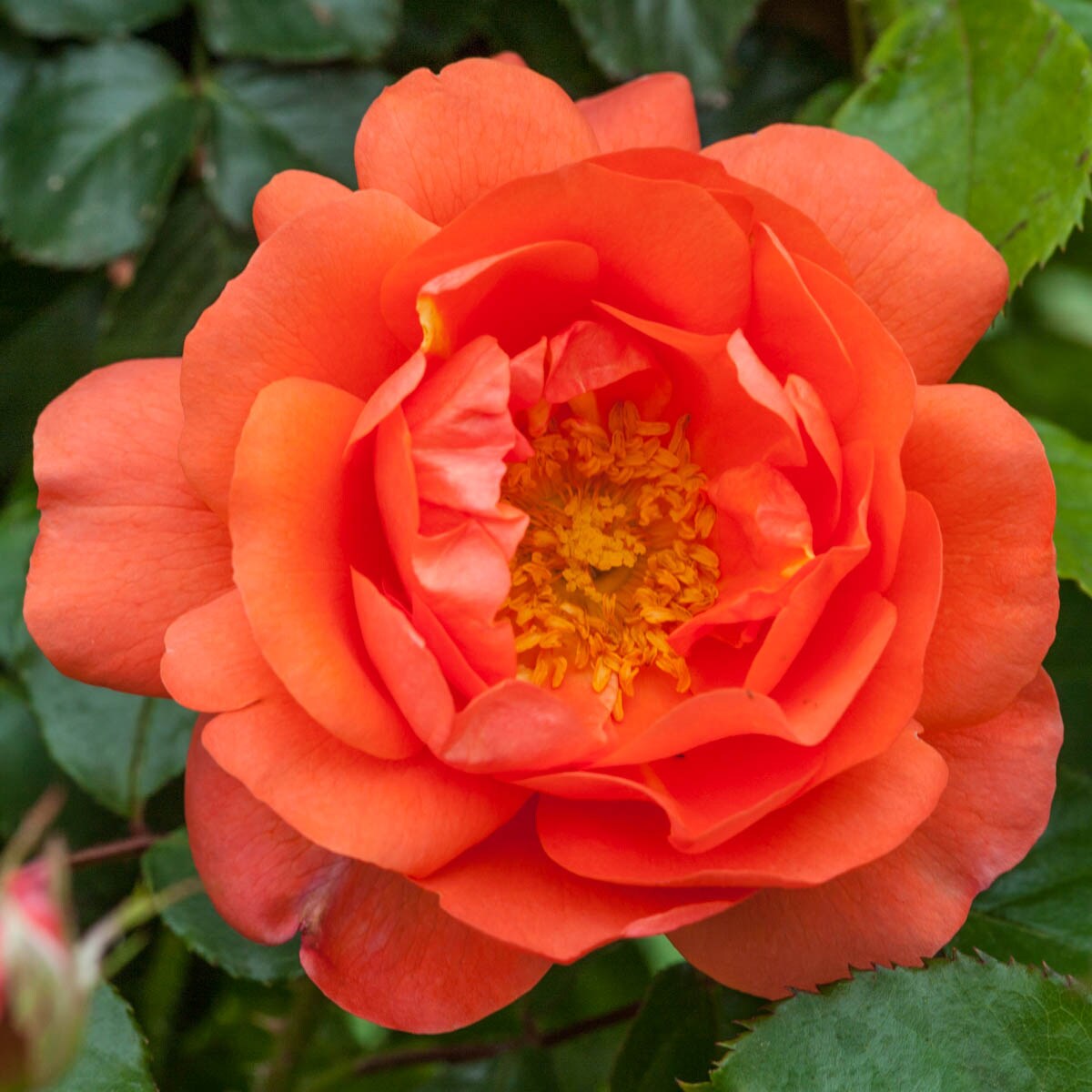 Spring Hill Nurseries 86281 roses - View #2