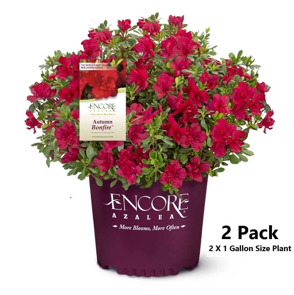 Encore Azalea 80371-2 Autumn Bonfire Azalea Flowering Shrub in 1 -Gallon Pot 2.0 -Pack with Red Blooms