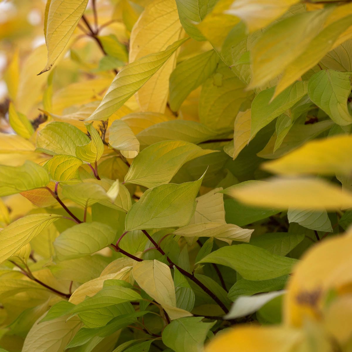 Spring Hill Nurseries 92129 Flowering Golden Dogwood Flowering Shrub in 1 -Pack Bare root 1 -Pack with White Blooms