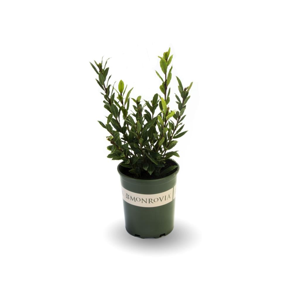 Feature Little Ragu Sweet Bay Shrubs at Lowes.com