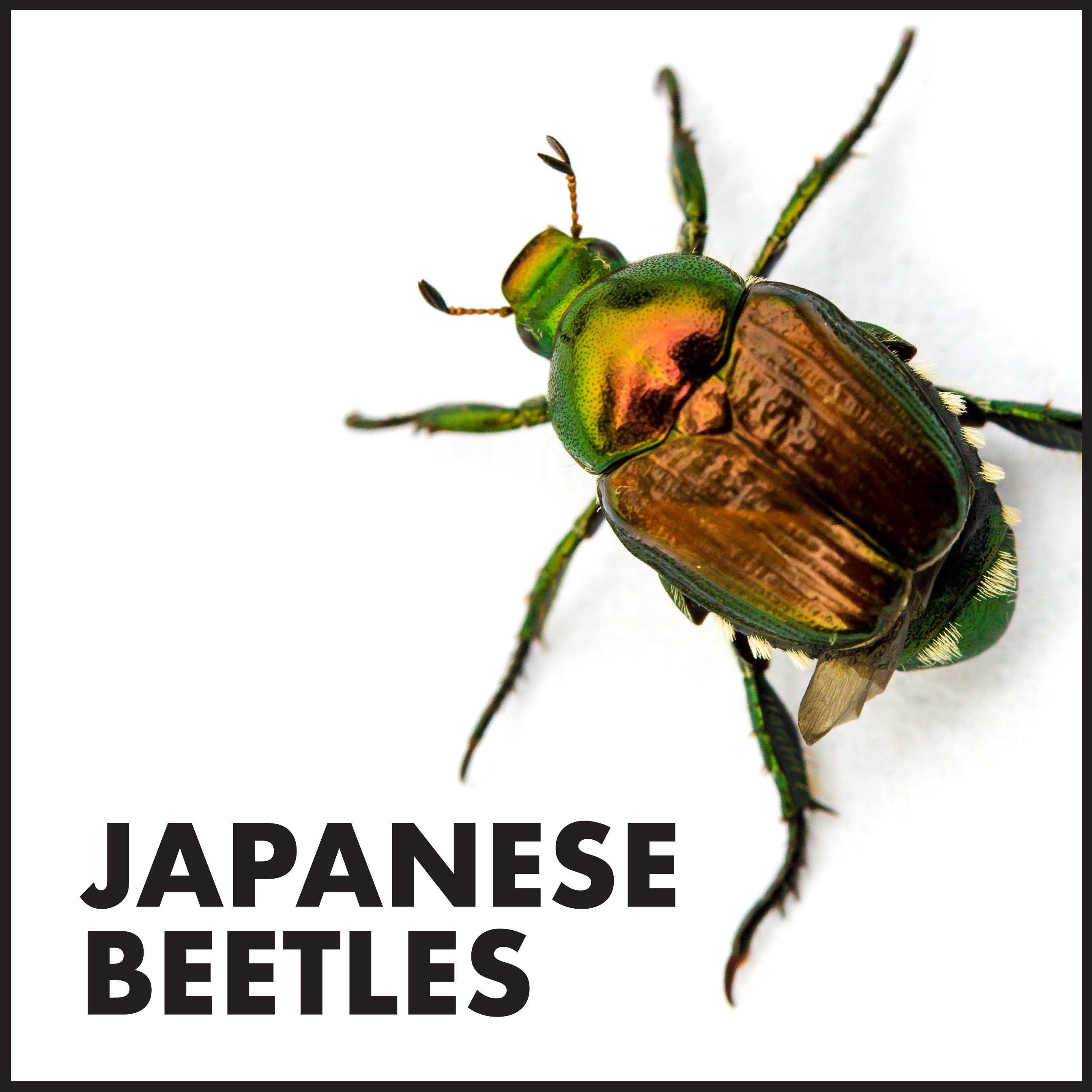 Spectracide HG-10525 pesticides - View #7