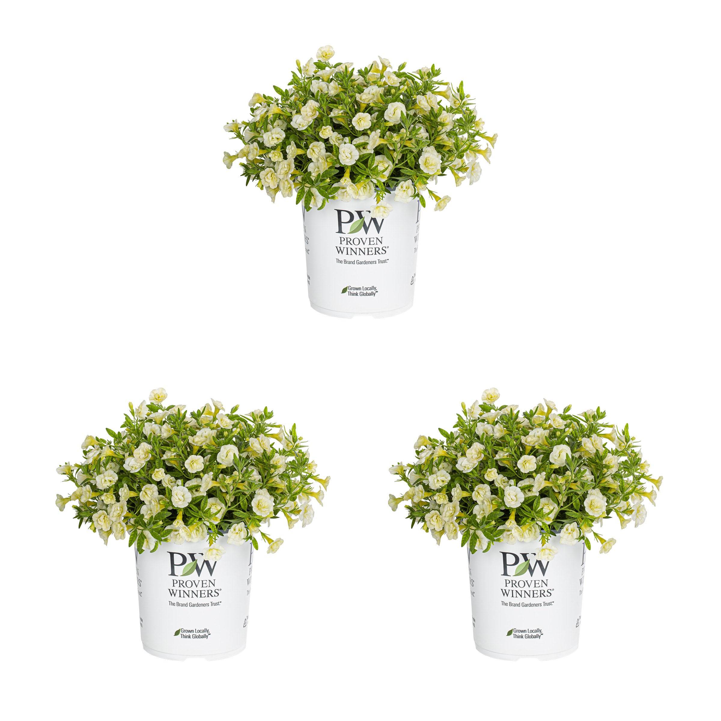 Proven Winners 4898 Yellow Calibrachoa in 2-Quart Pot 3-Pack