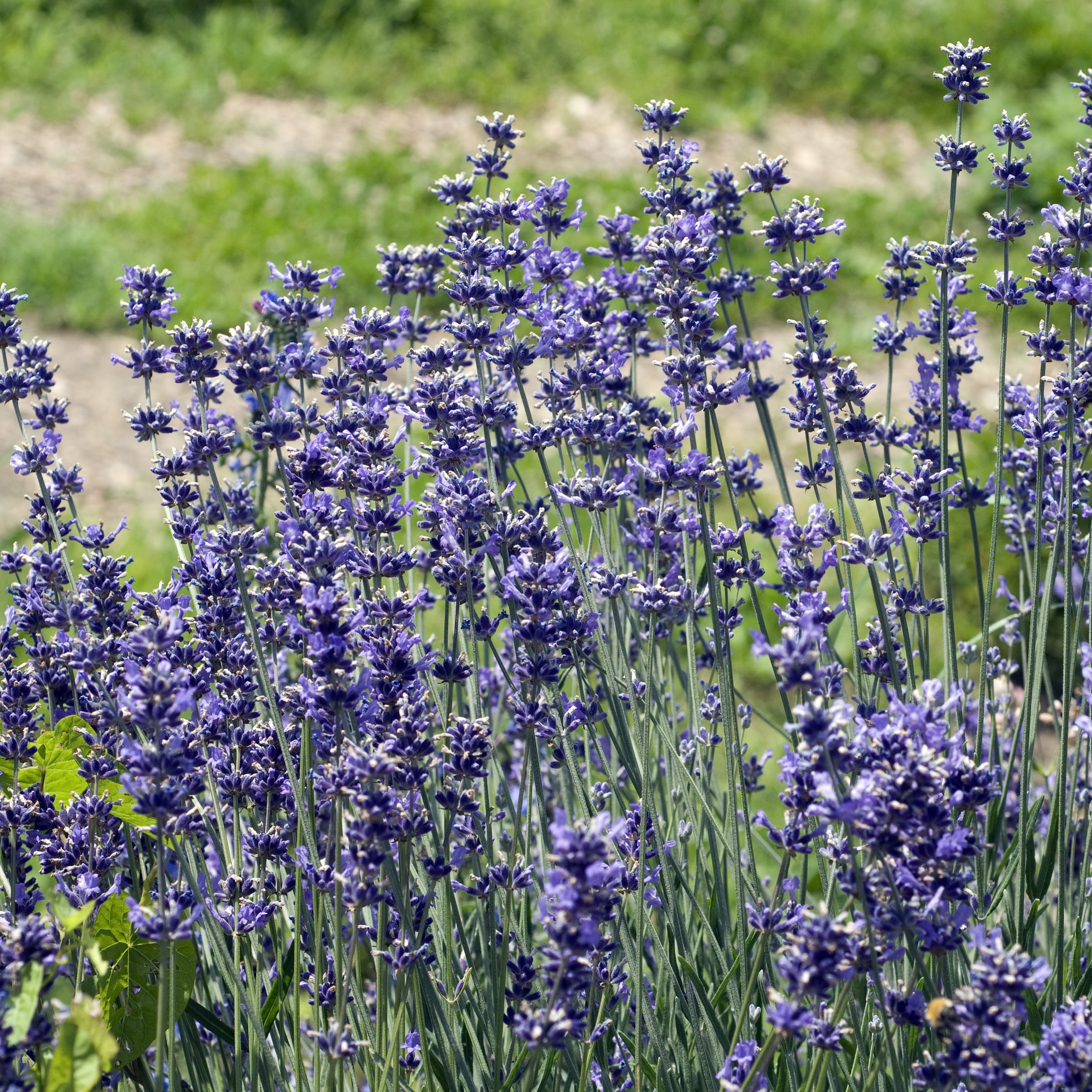 National Plant Network LW1577 perennials - View #7