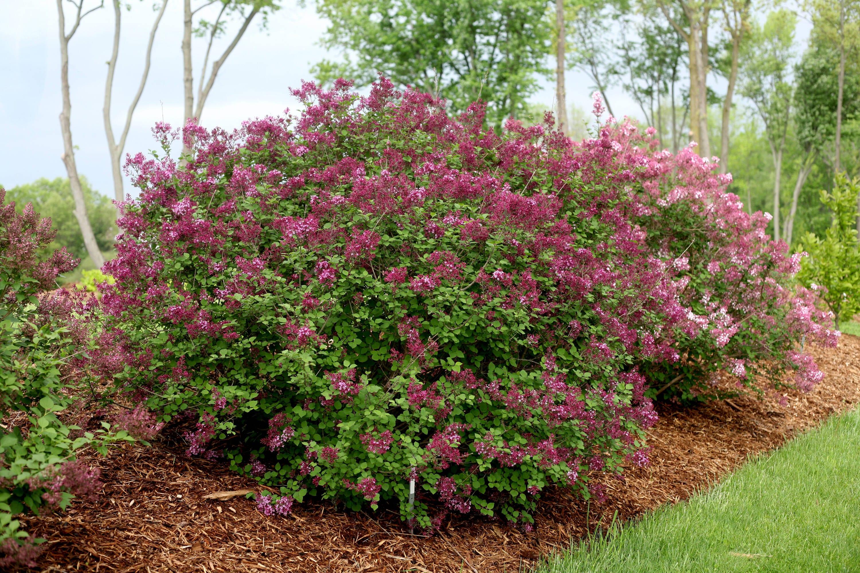 Lowe's NURSERY shrubs - View #3