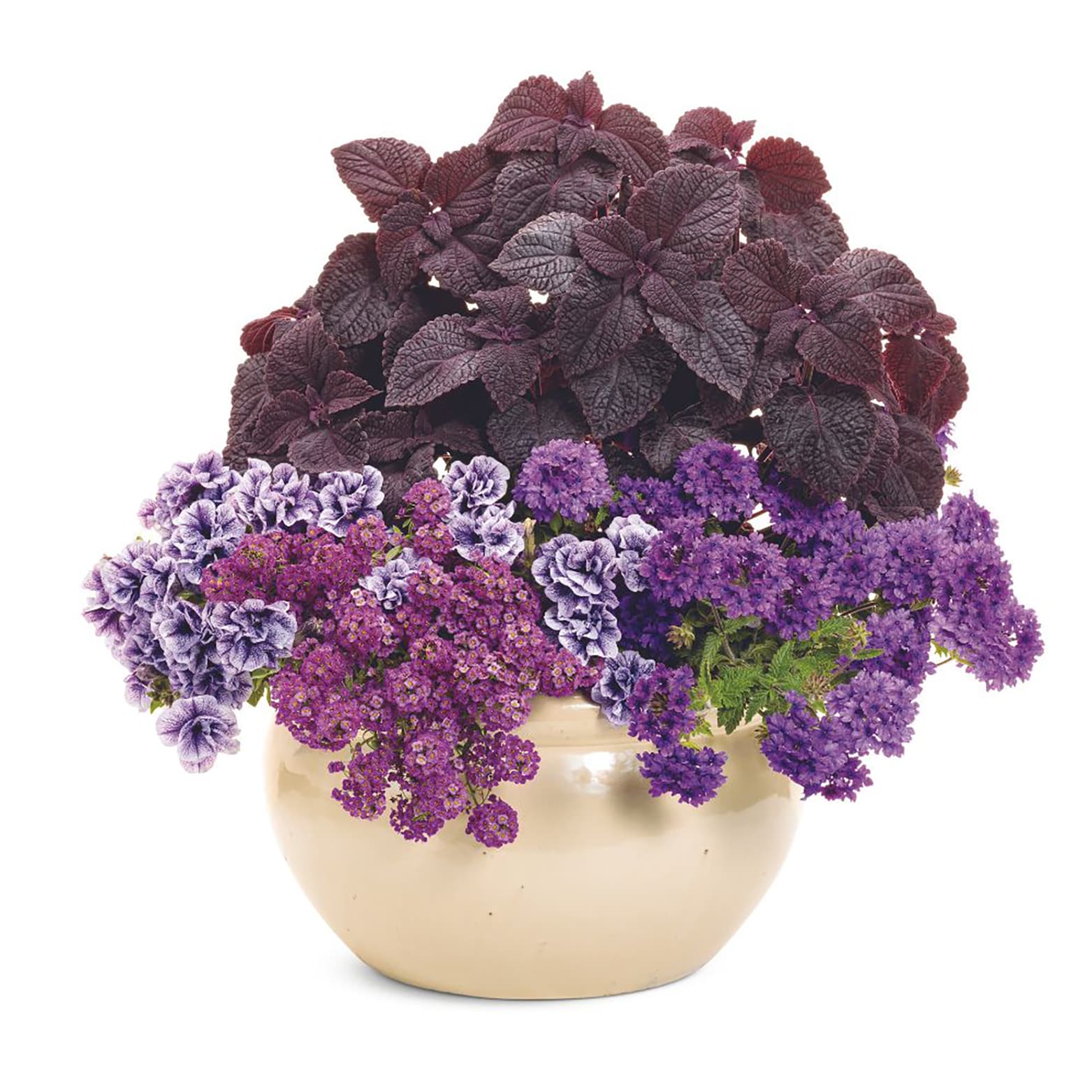 Proven Winners BENPRW2057504 IMPERIAL BLUE SUPERBENA
