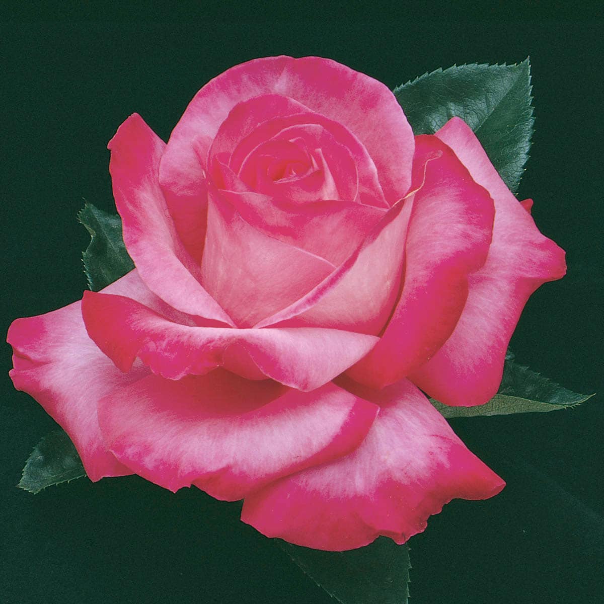 Spring Hill Nurseries 88149 Pink Flowering Elizabeth Taylor Hybrid Tea Rose in Pot