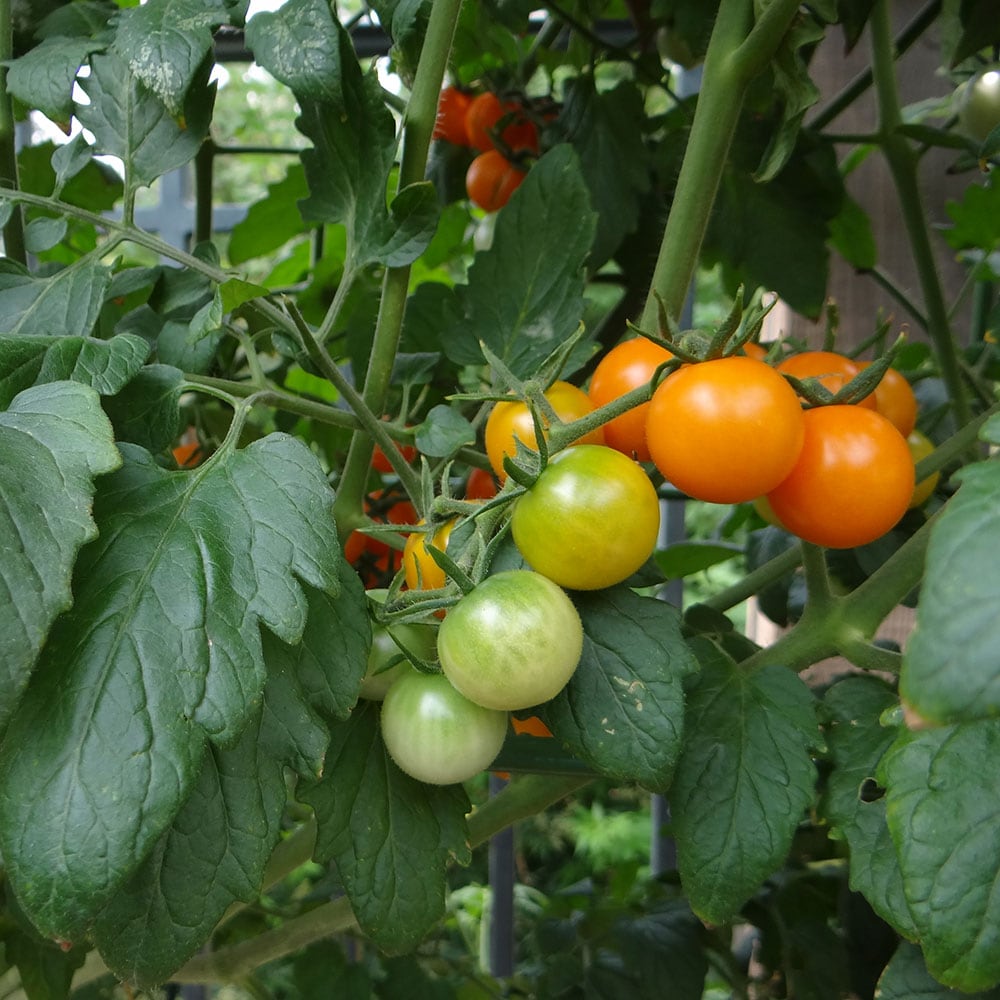 Bonnie Plants 0214 Vegetable-Plants - View #4