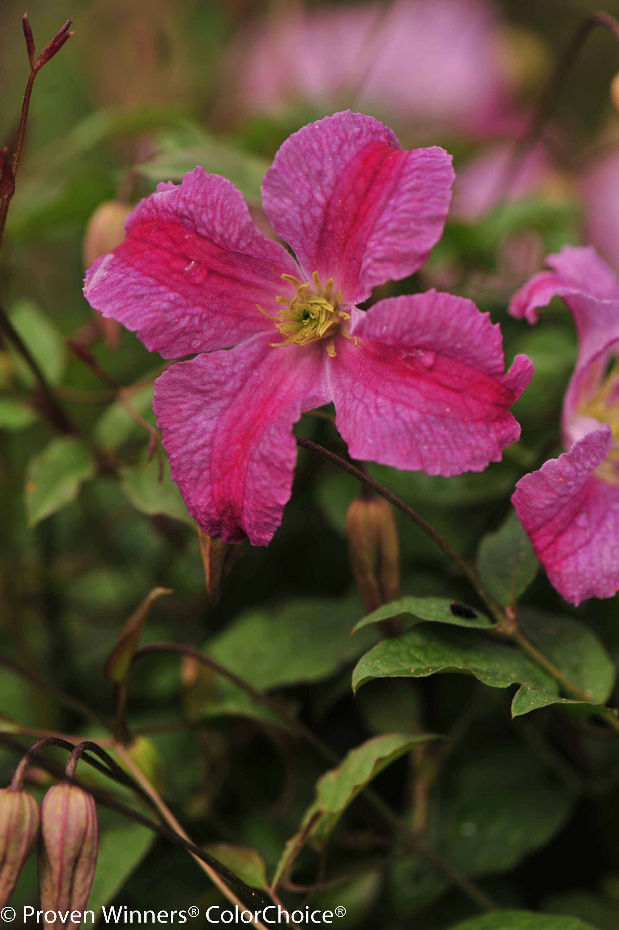 Proven Winners CLMPRC1016101 shrubs - View #4