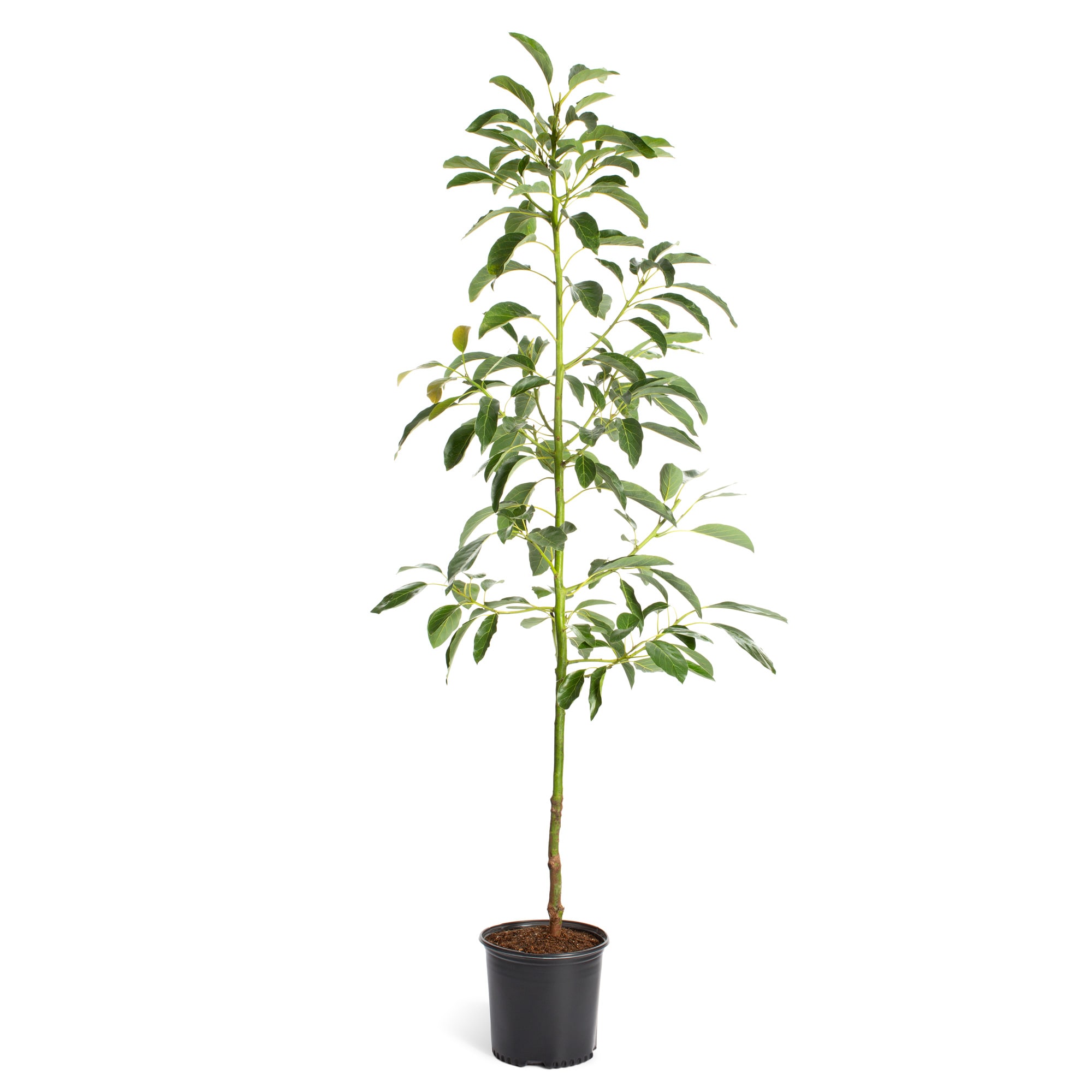 Brighter Blooms 16634 Avocado Plant in Pot