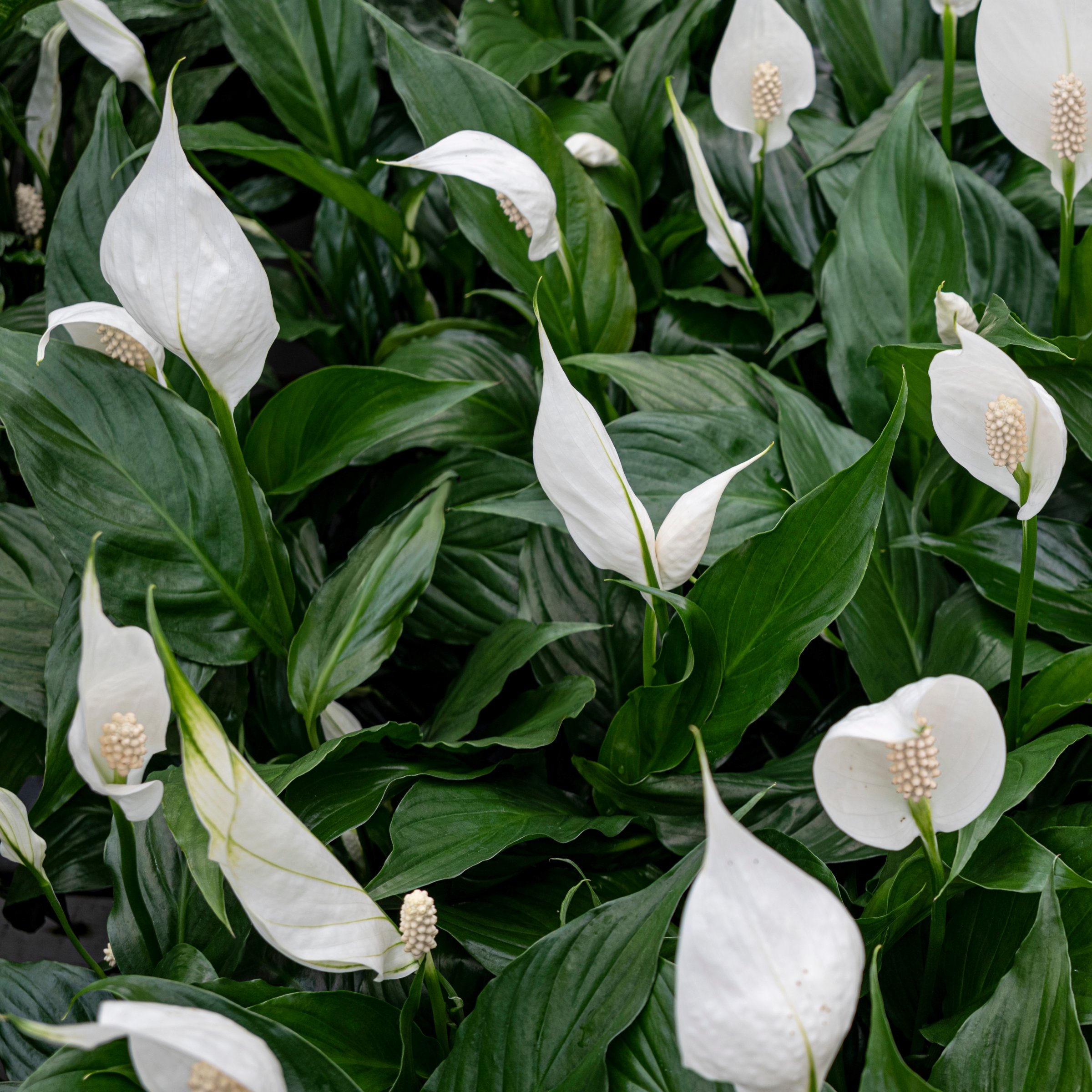 National Plant Network LW2363 hseplants - View #4