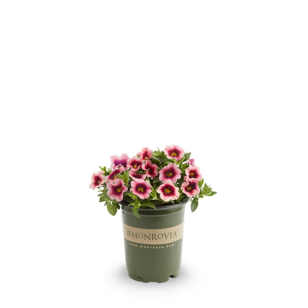 Monrovia NURSERY Multicolor Calibrachoa in 1 Quart(s) Pot