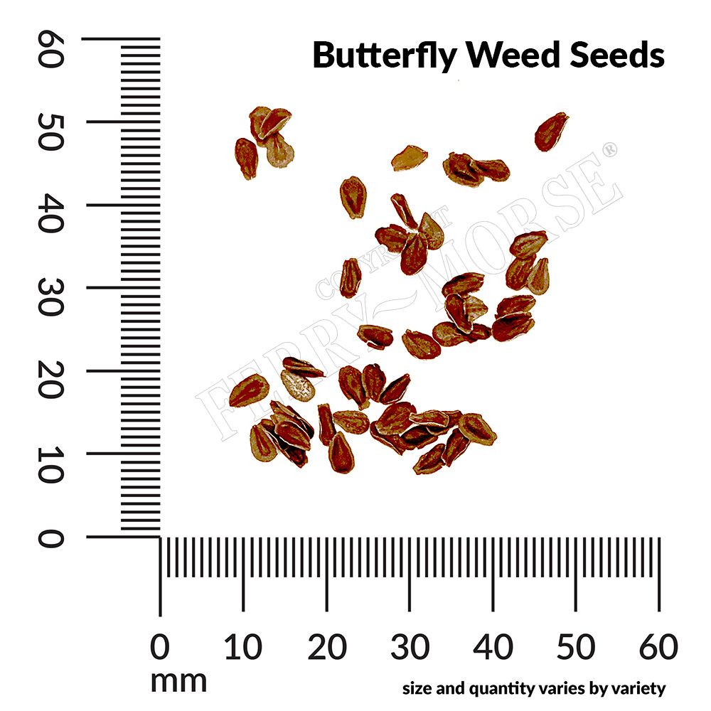 Ferry-Morse LC25.5055 seeds - View #4