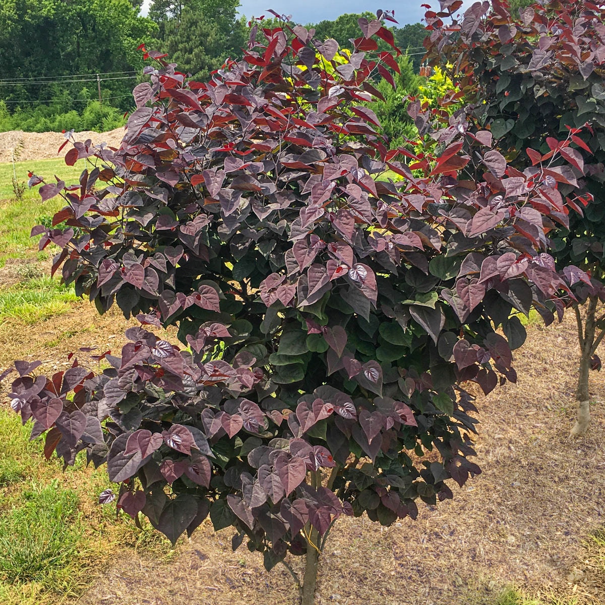 Spring Hill Nurseries 83627 1 Count Pink Flowering Tree Amethyst Redbud Bareroot