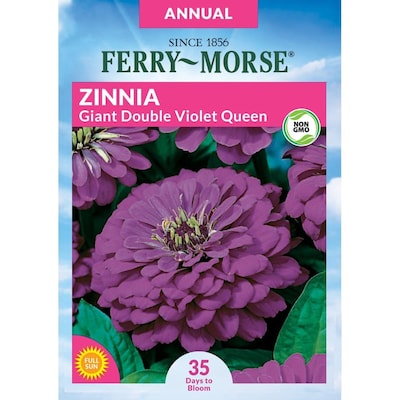 Details about   Zinnia Giant Flower Seeds Packet 1 GRAM purple red pink white yellow purple mix
