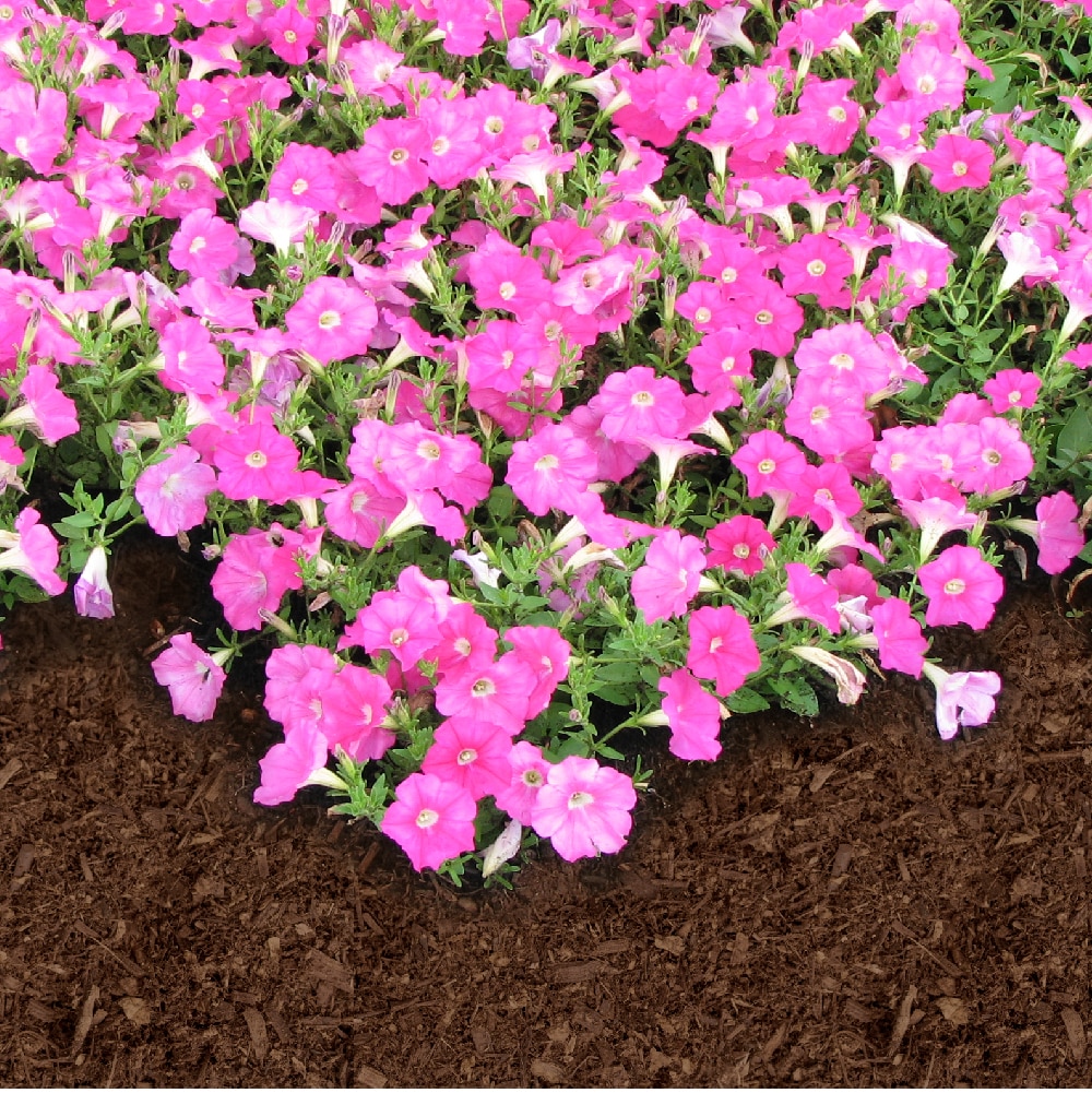  M0BROWN-A-5 Bulk-Mulch - View #4