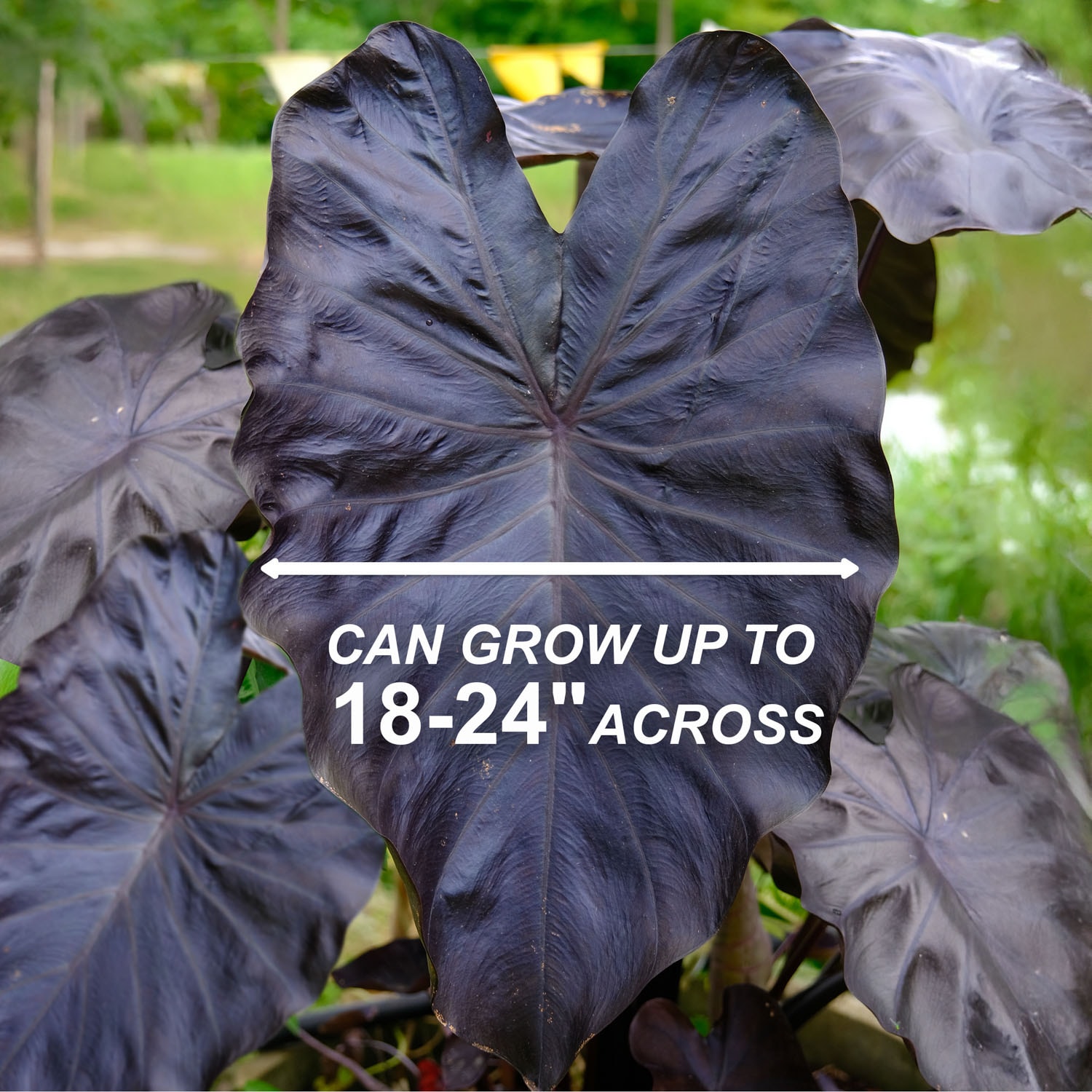 Garden State Bulb ECS-223-01-01 Plant-Bulbs - View #3