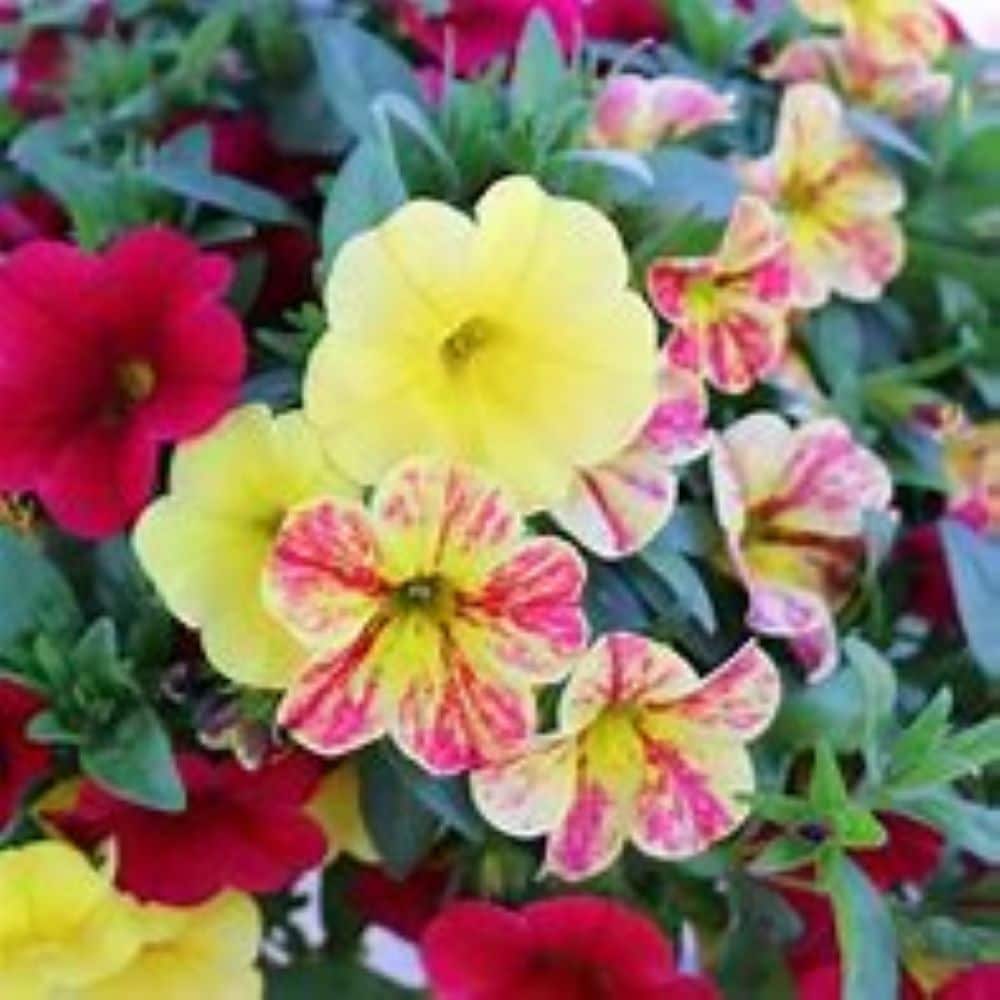 Lowe's NURSERY annuals - View #2