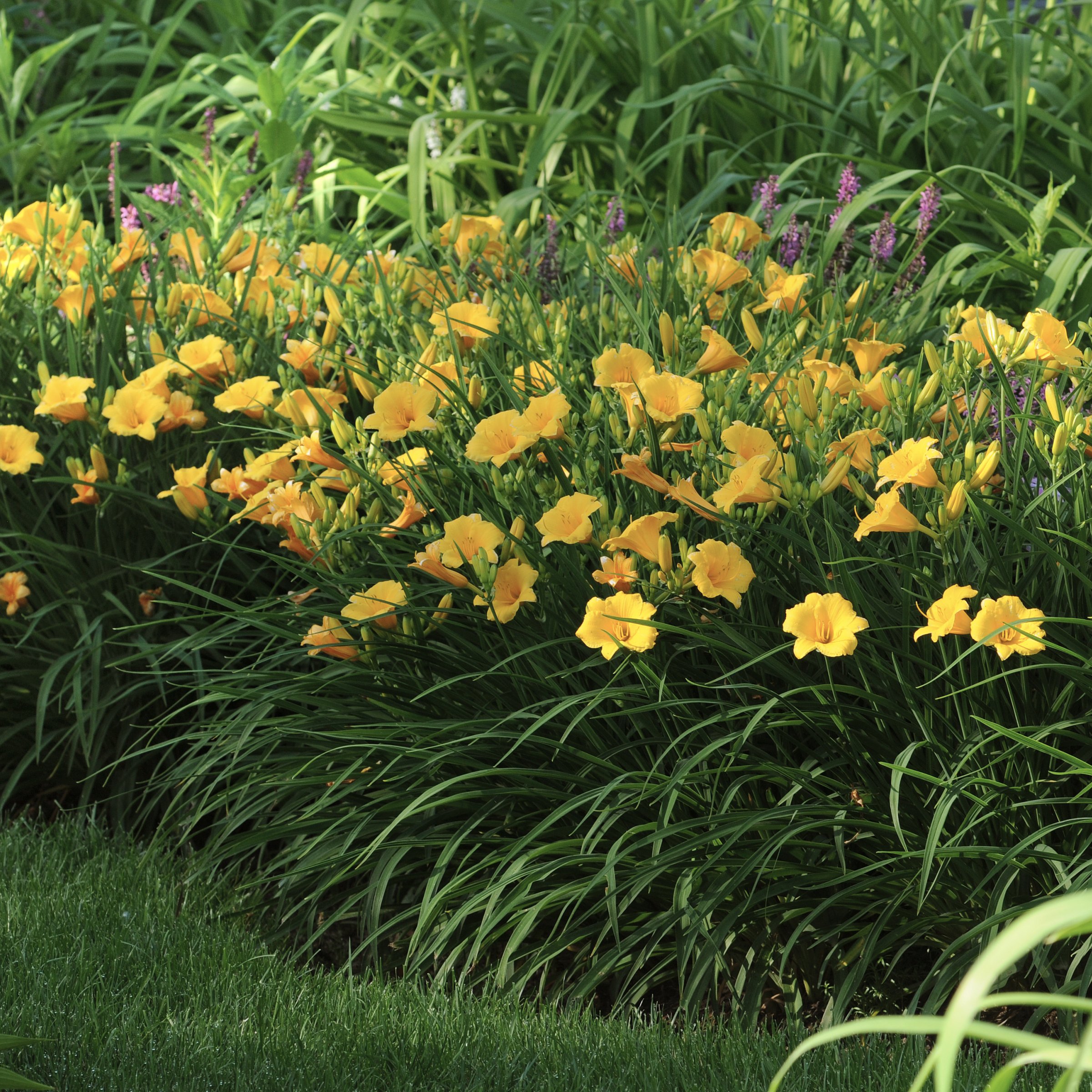 National Plant Network LW1986 perennials - View #9
