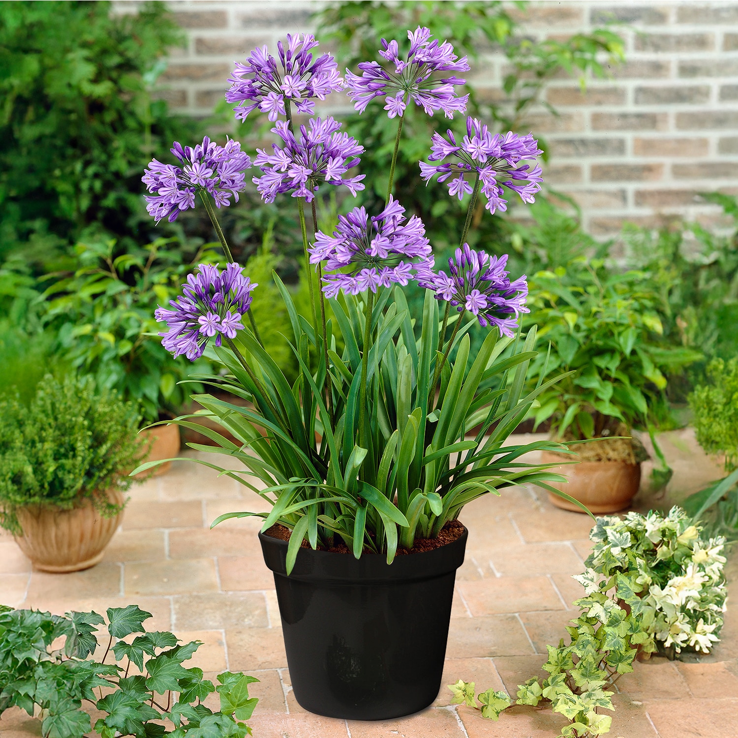 Van Zyverden 84639 Blue Goth Patio Agapanthus Blue Kit Bulbs 1 Count