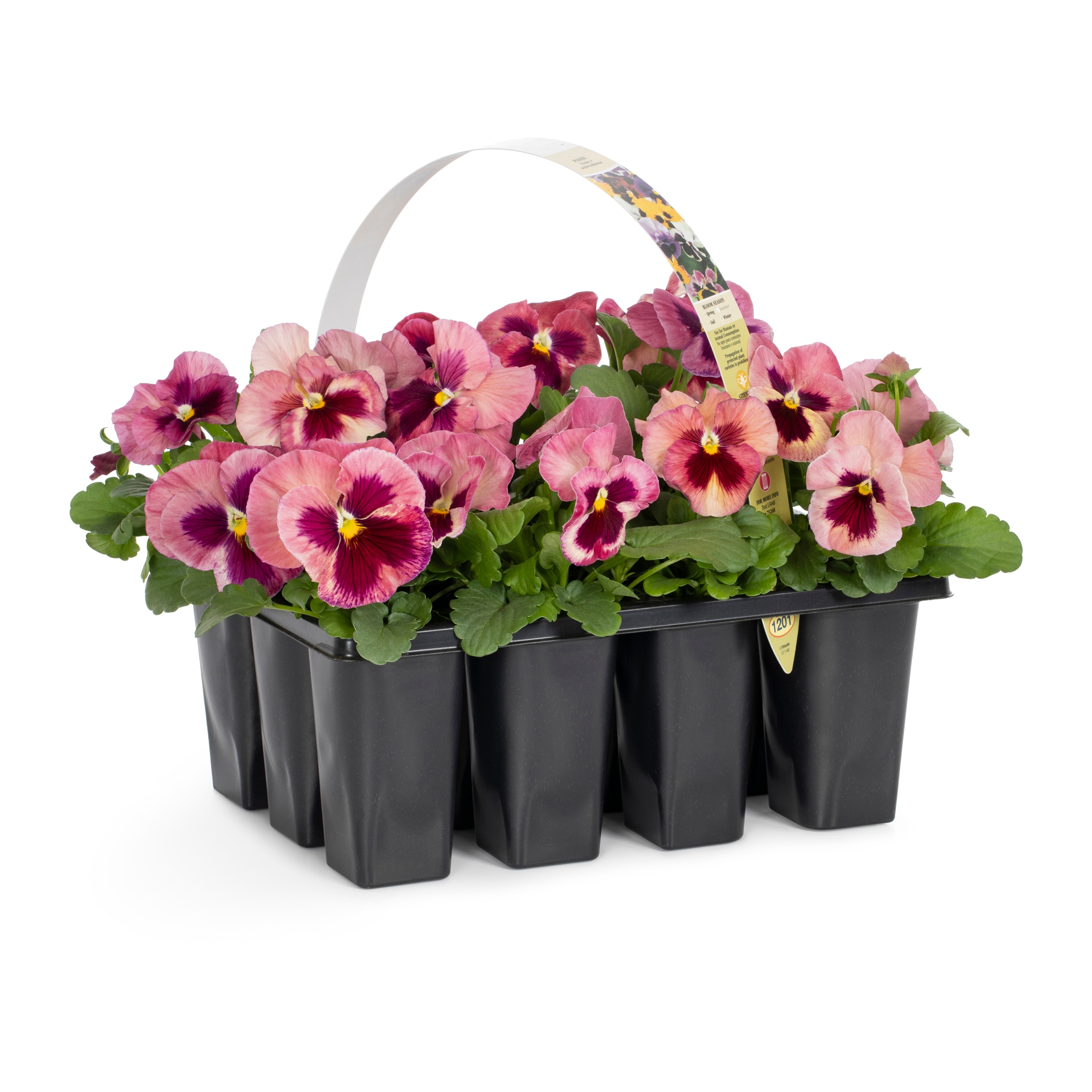 Lowe's Multicolor Pansy in 12-Pack Tray in the Annuals department at 