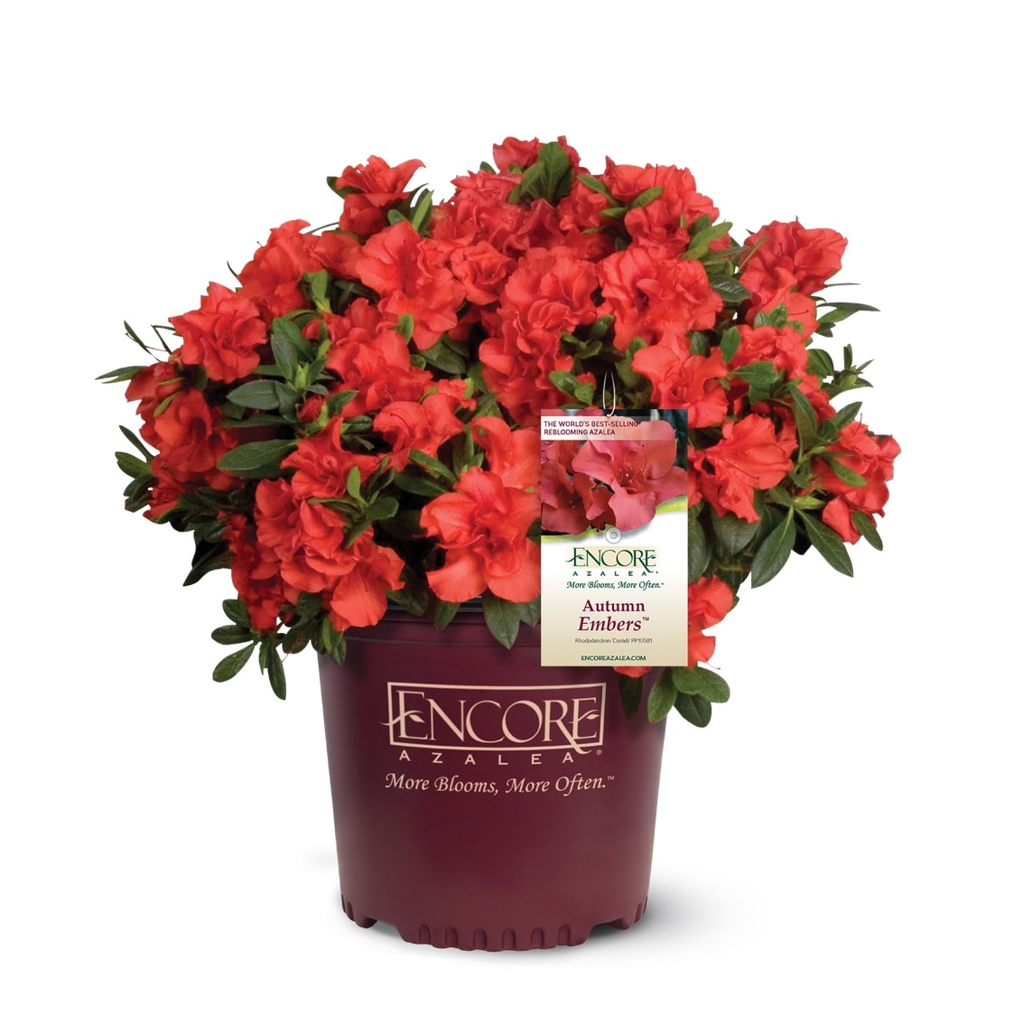 Encore Azalea 80511 Autumn Embers Azalea Flowering Shrub in 1 -Gallon Pot 1 -Pack with Red Blooms
