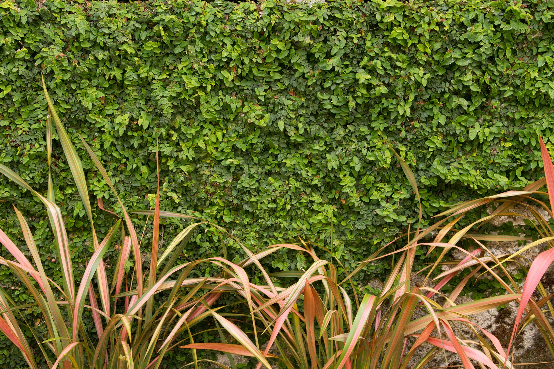Monrovia 036851 shrubs - View #3