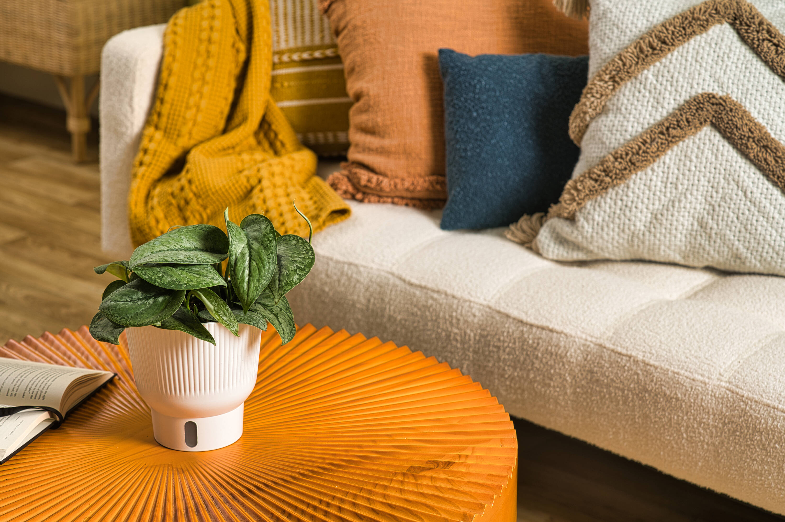 Costa Farms 5991768 hseplants - View #7